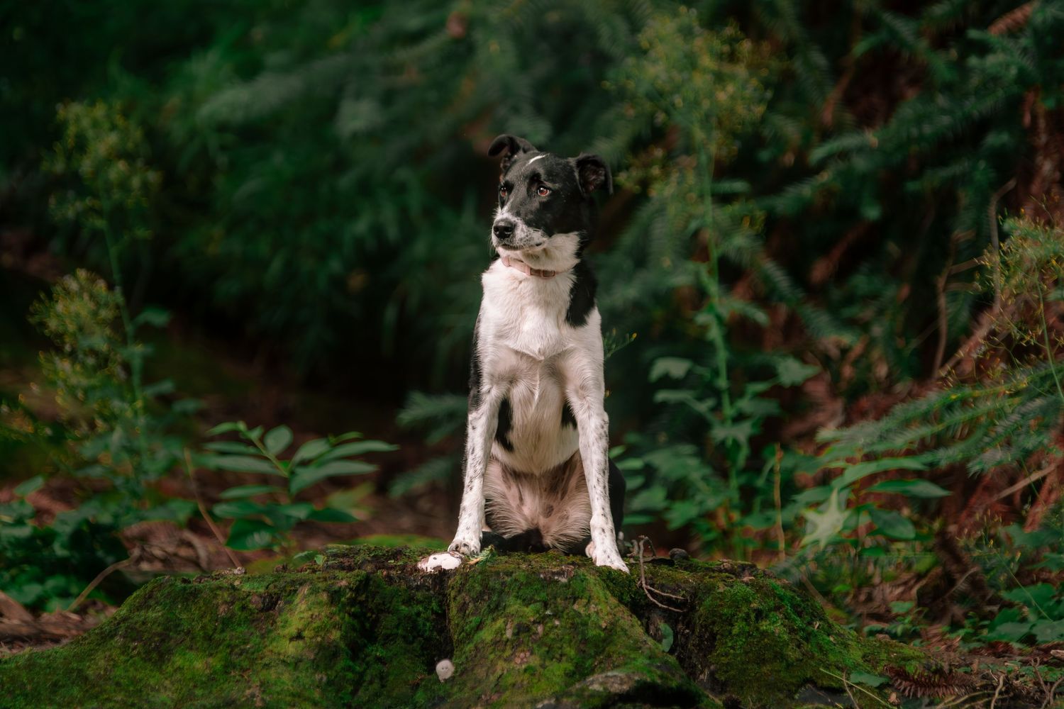 Border collie dog sits attentively in lush green forest setting. Outdoor natural light pet dog photography portrait