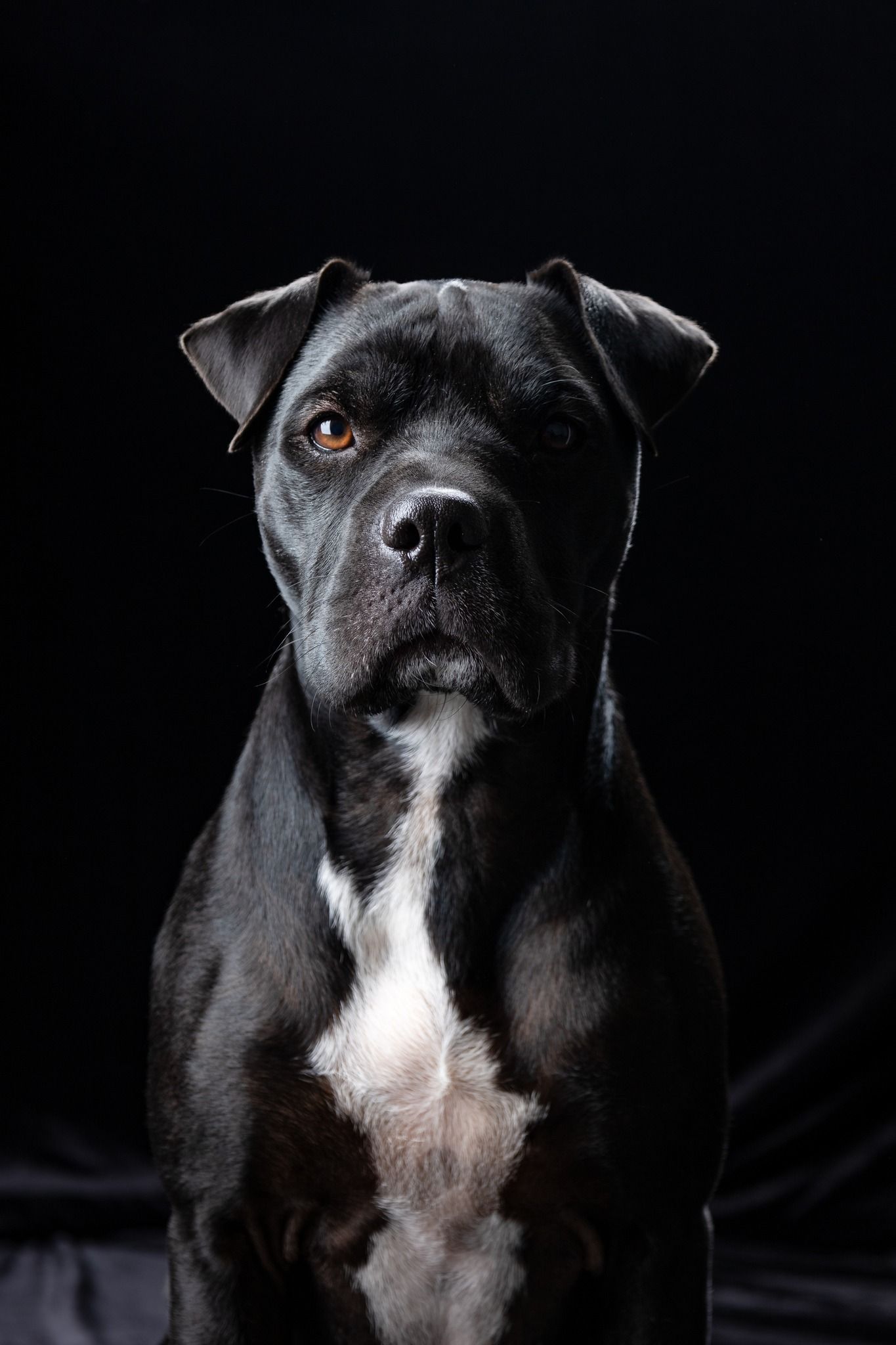 Fine art black dog on black backdrop photography