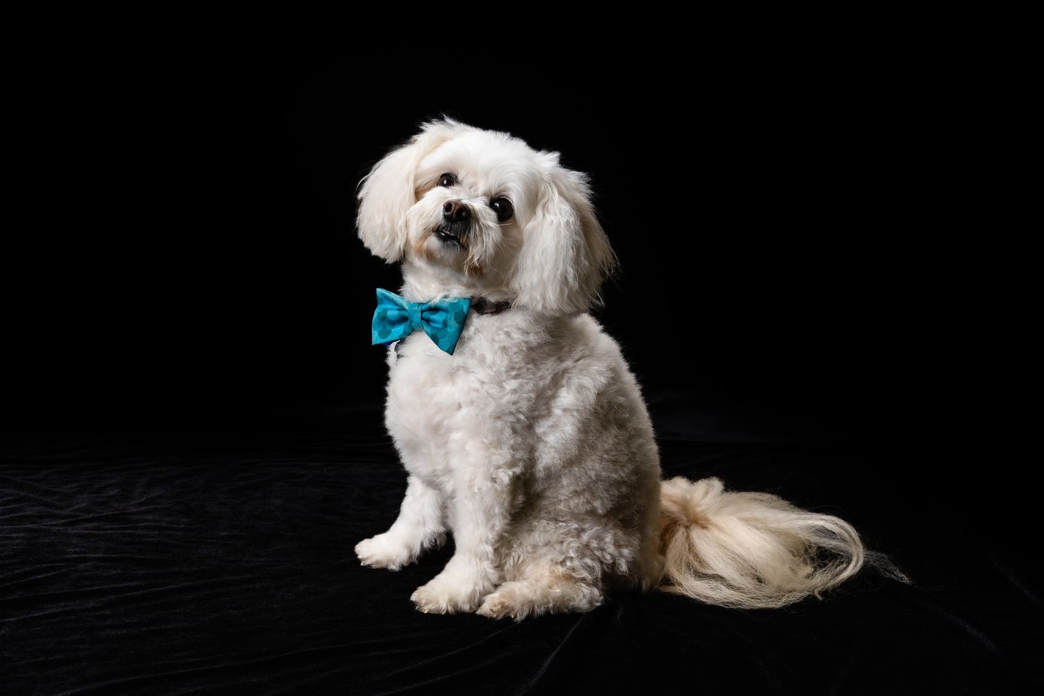 White fluffy dog wearing blue bowtie against black background.