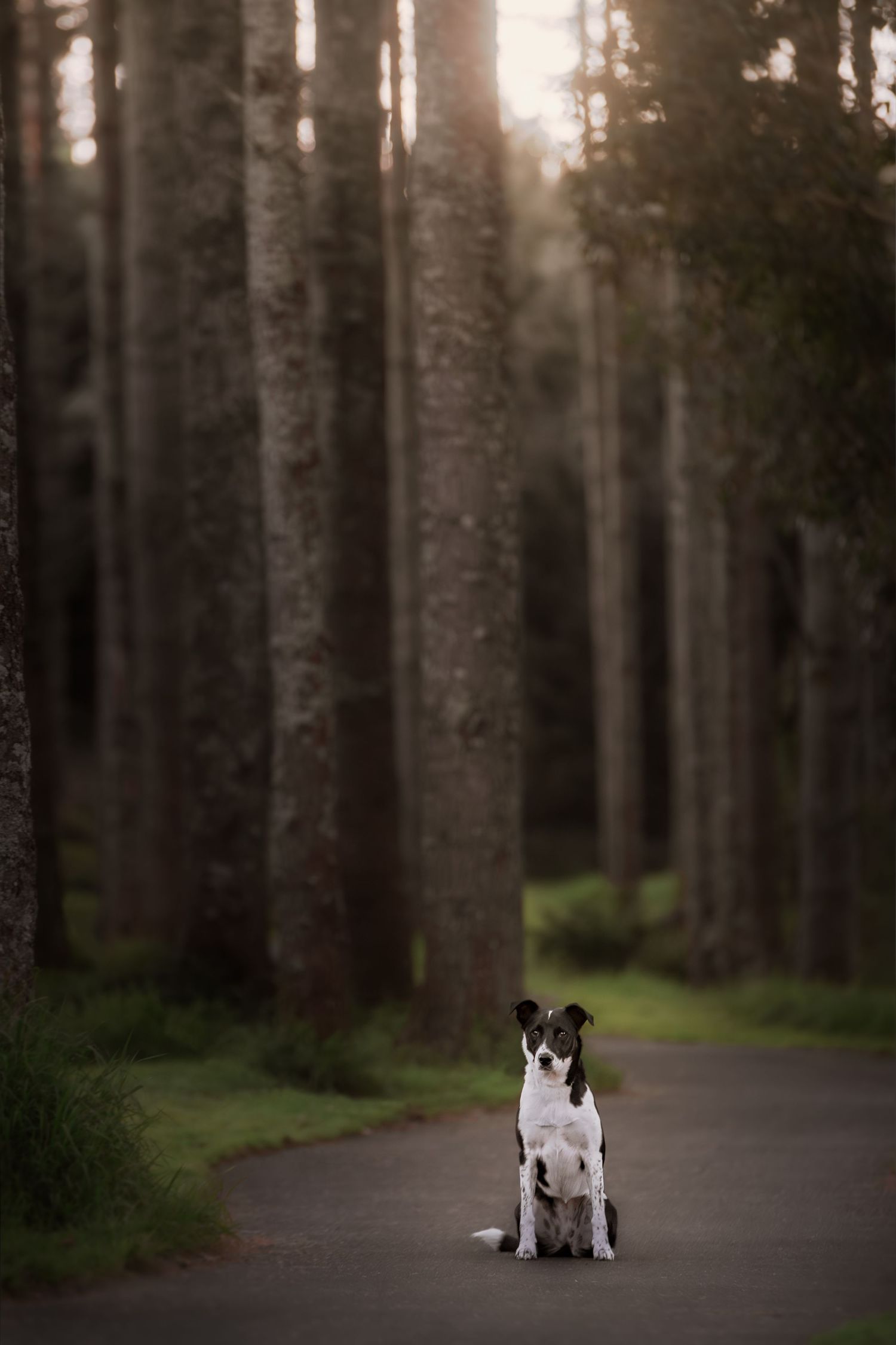 Outdoor natural light pet dog photography portrait