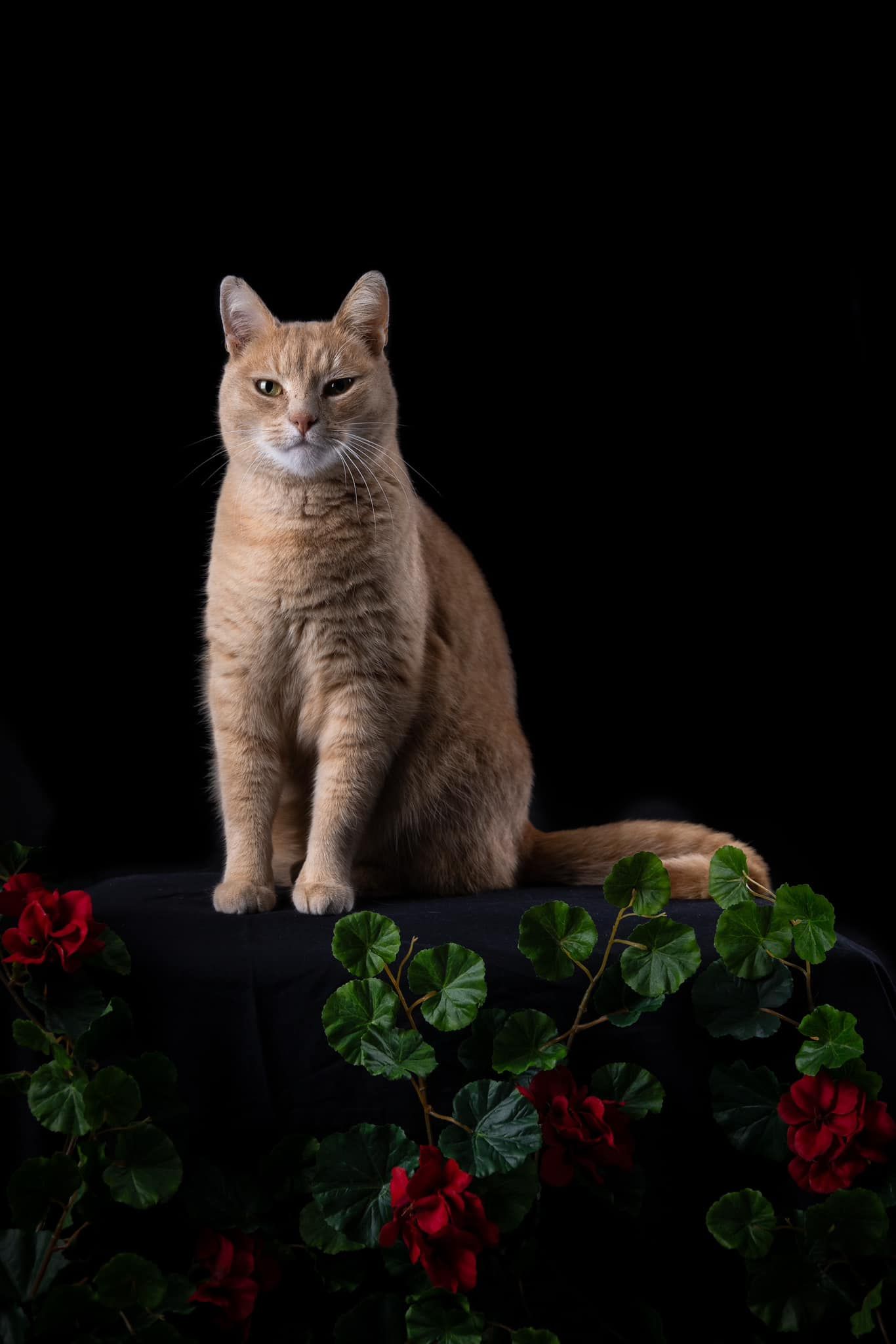 Orange cat studio pet photography fine art style