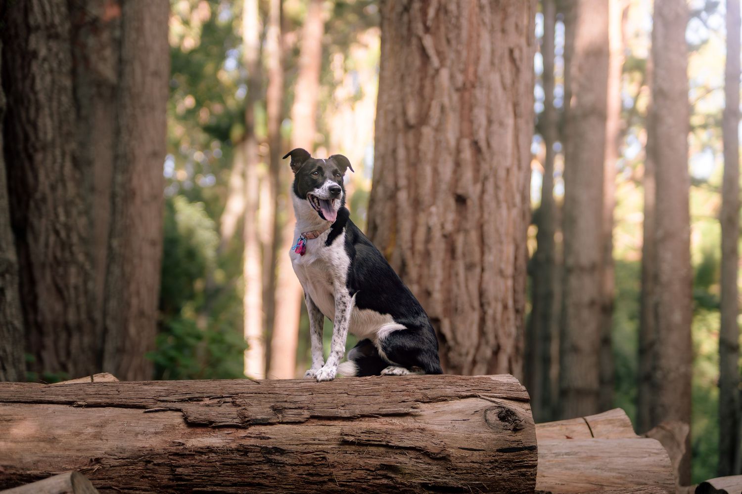 Border collie rests on fallen log in sunlit forest of tall redwood trees.