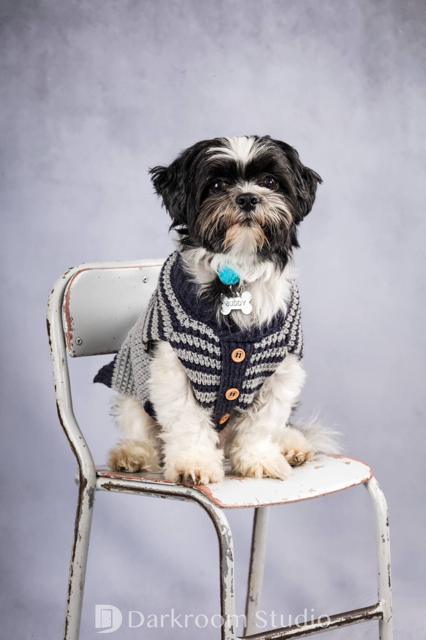 Pet dog photography school day studio