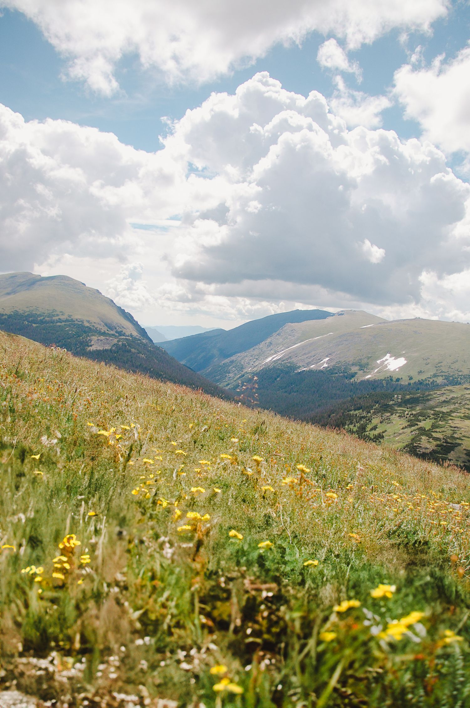 A scenic Colorado meadow covered in blooming wildflowers with mountains and open sky in the background.