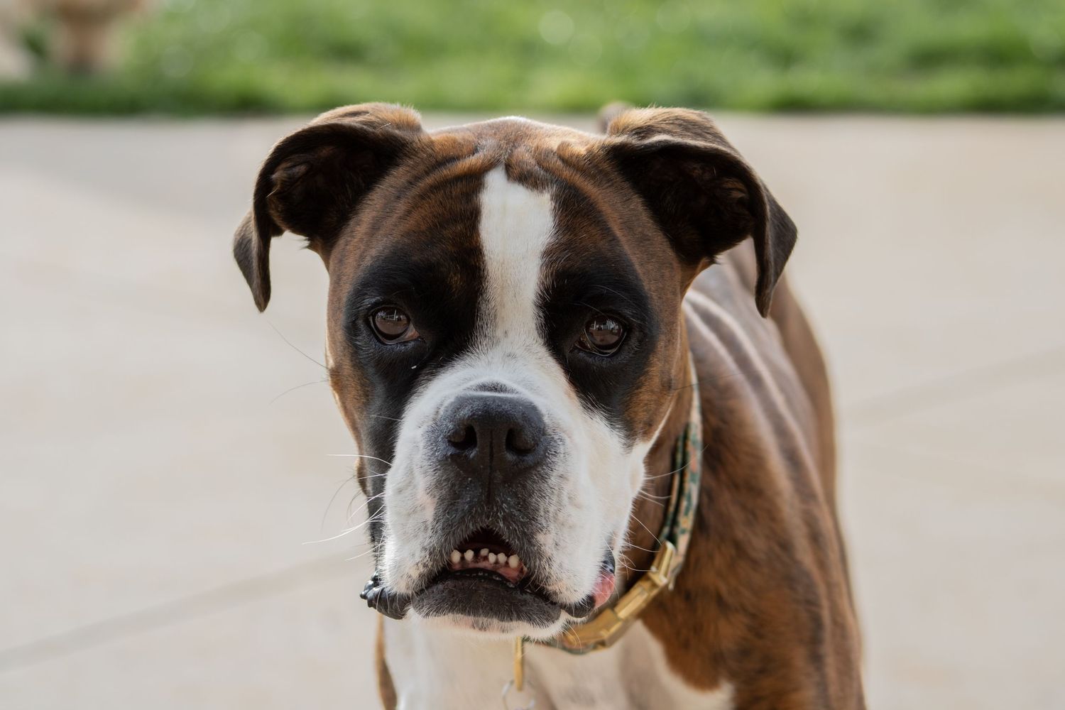 dog photography, boxer posing, natural lighting, lake norman photography