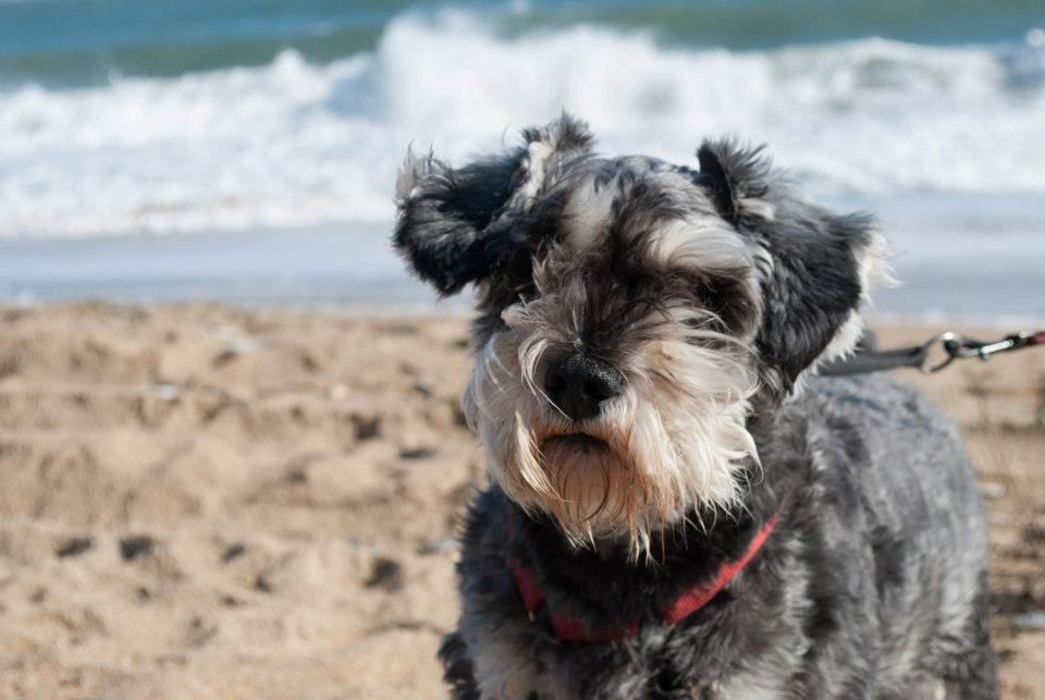 dog photography, animal photography, natural light