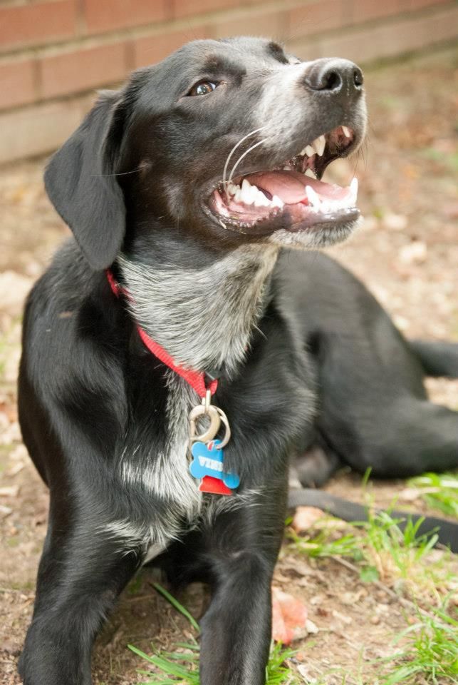 dog photography, animal photography, natural light