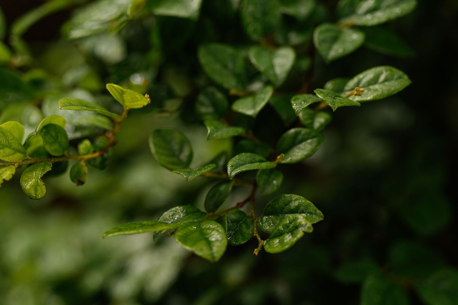 Close-up of glossy green leaves on a shrub, glistening with moisture in soft natural light.