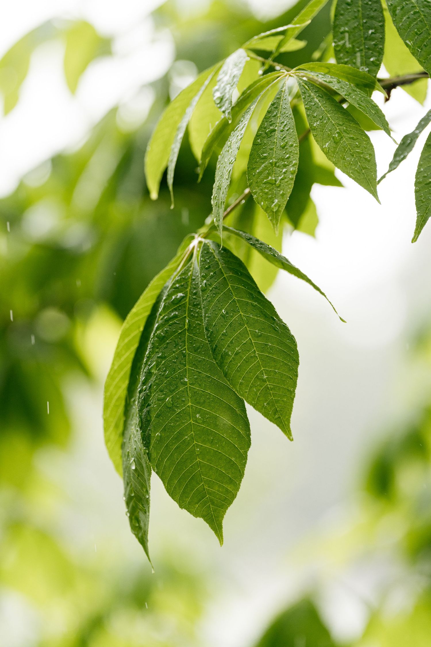 Green tree leaves glistening with raindrops on a soft blurred background during a gentle rain shower.
