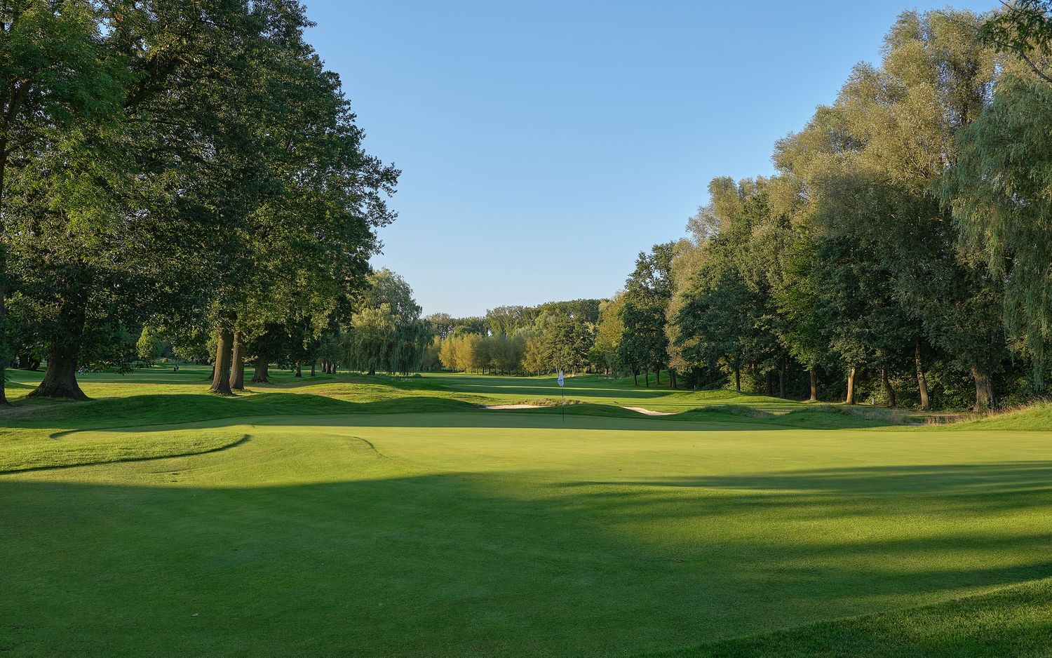 Lush green golf course fairway lined with tall trees under golden morning sunlight.