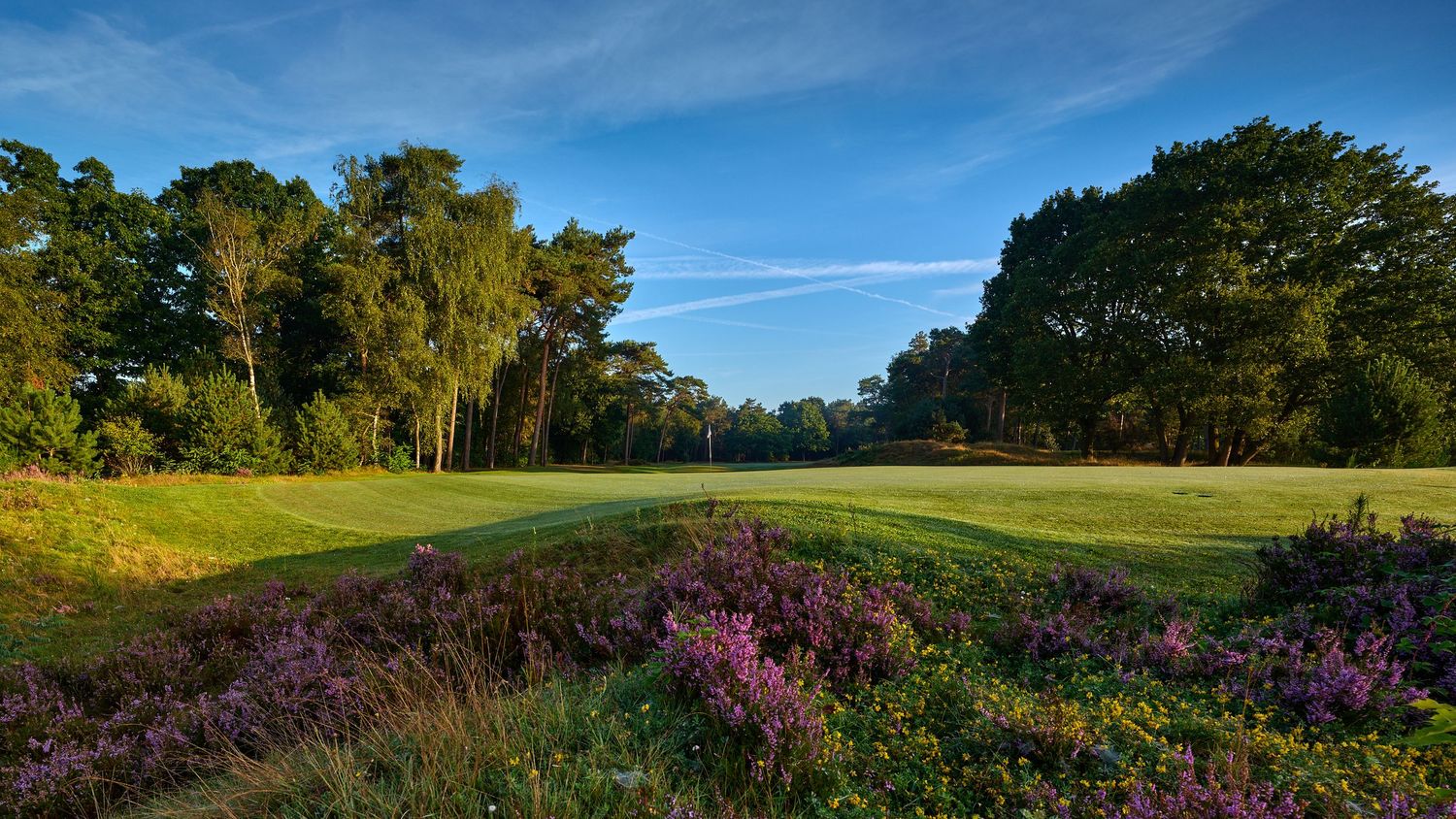 Lush golf course fairway bordered by vibrant purple heather and tall trees under a clear blue sky.