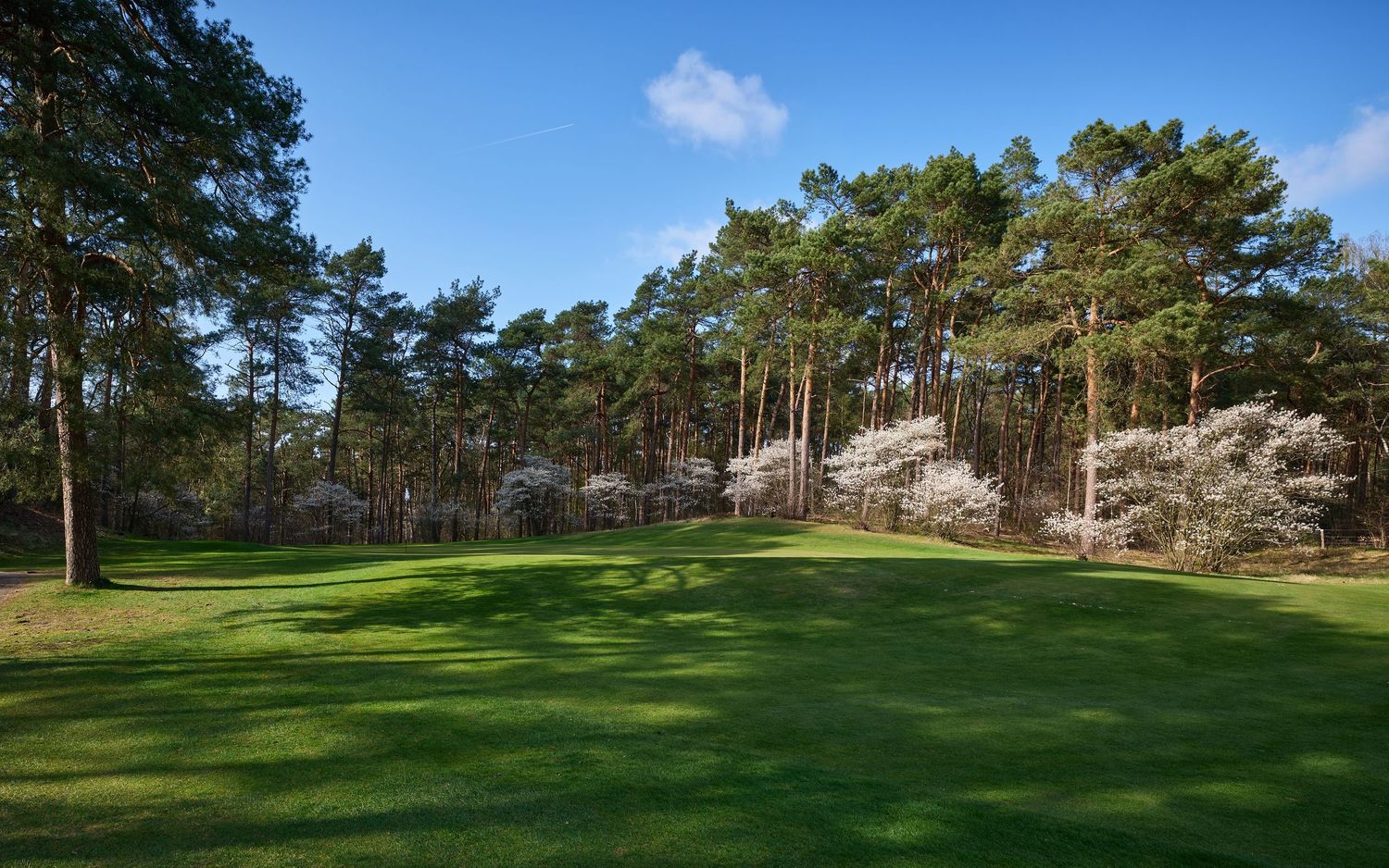 Scenic golf course fairway surrounded by tall pine trees and natural landscaping under bright blue sky.