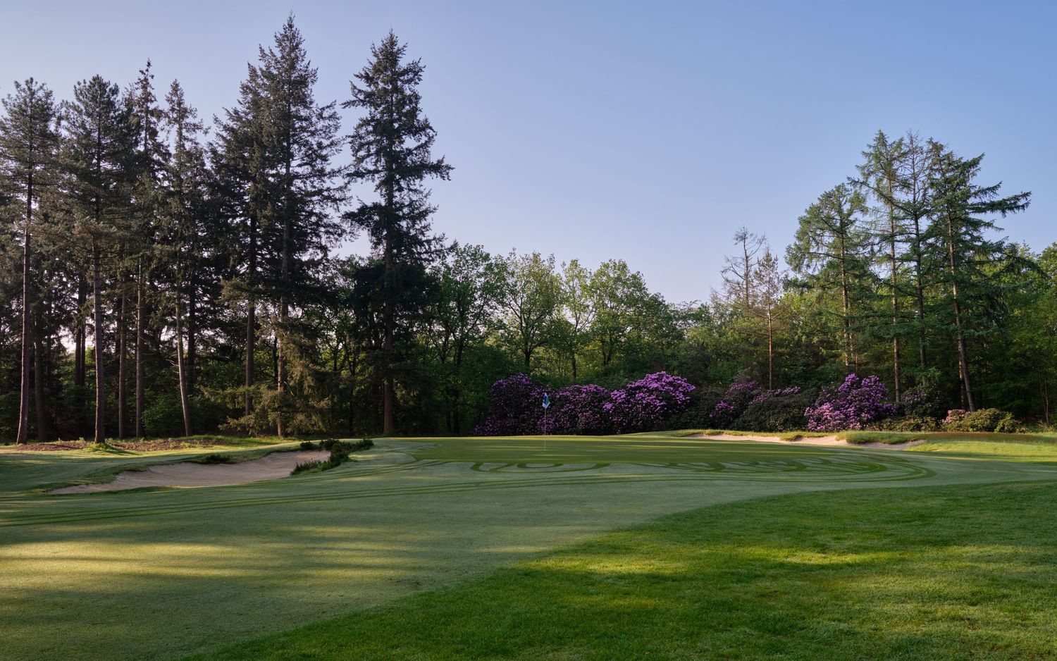 Lush golf course green surrounded by tall pine trees and blooming purple rhododendrons under a clear blue sky.