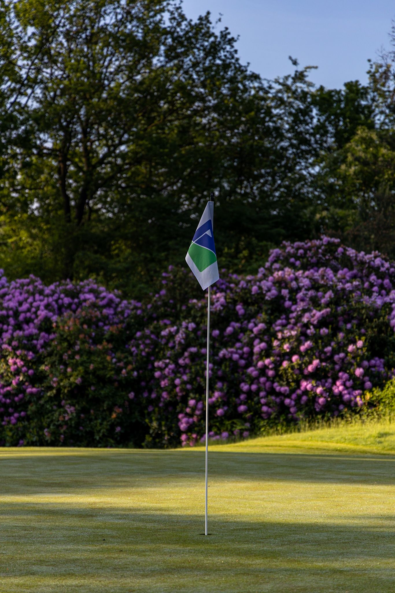 Golf course green with a blue and green flag pin, surrounded by vibrant purple rhododendron bushes and lush trees.