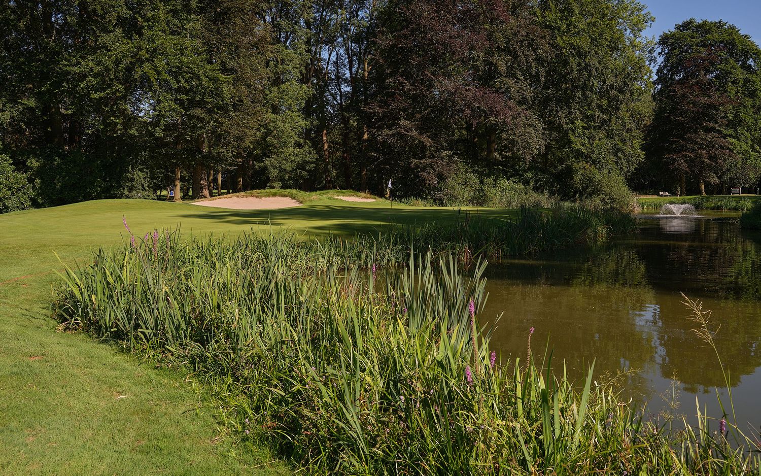 Tranquil golf course water hazard with reeds and a pink sand bunker visible beyond lush green trees.