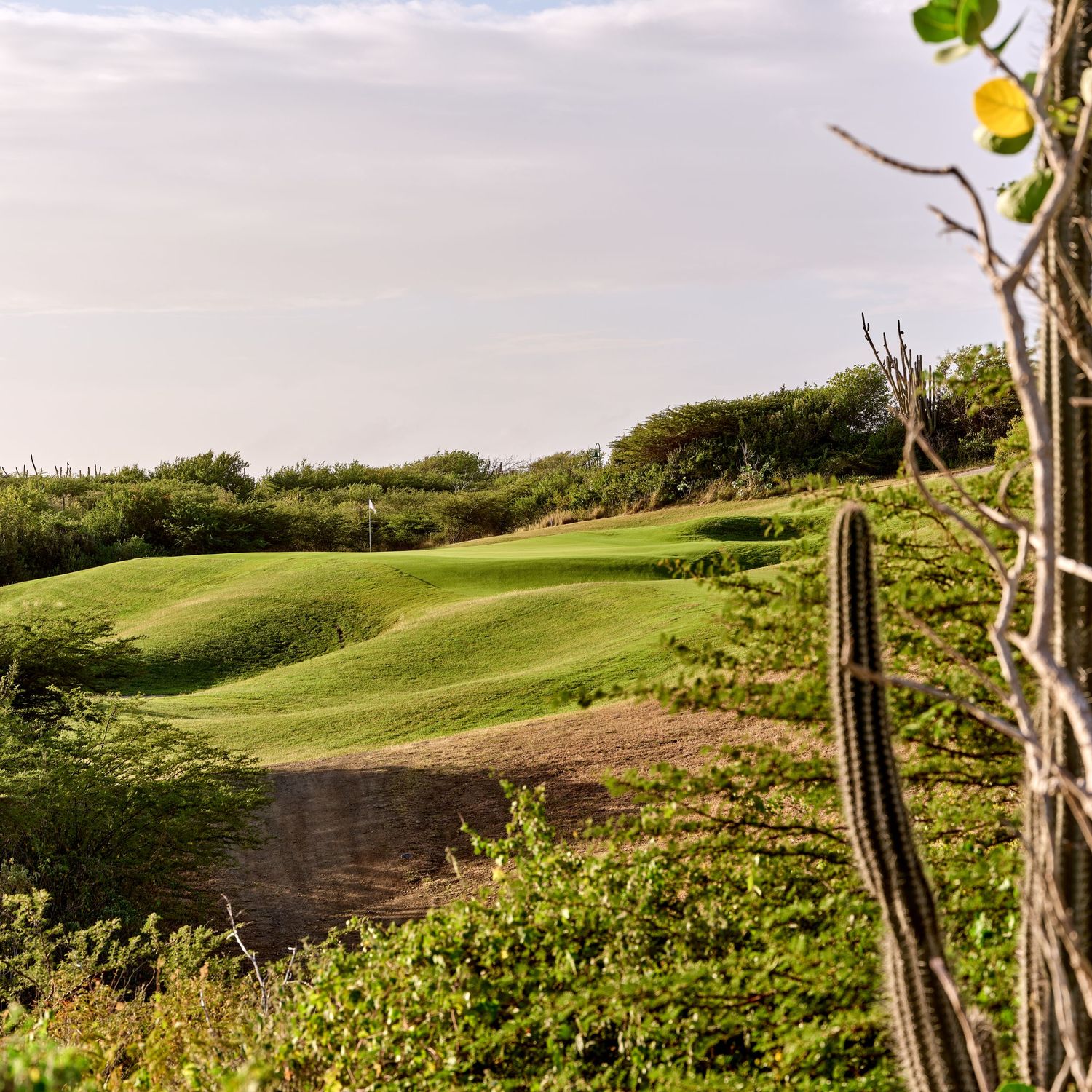 A scenic desert golf course with rolling green fairways and native cacti along the path against a cloudy sky.