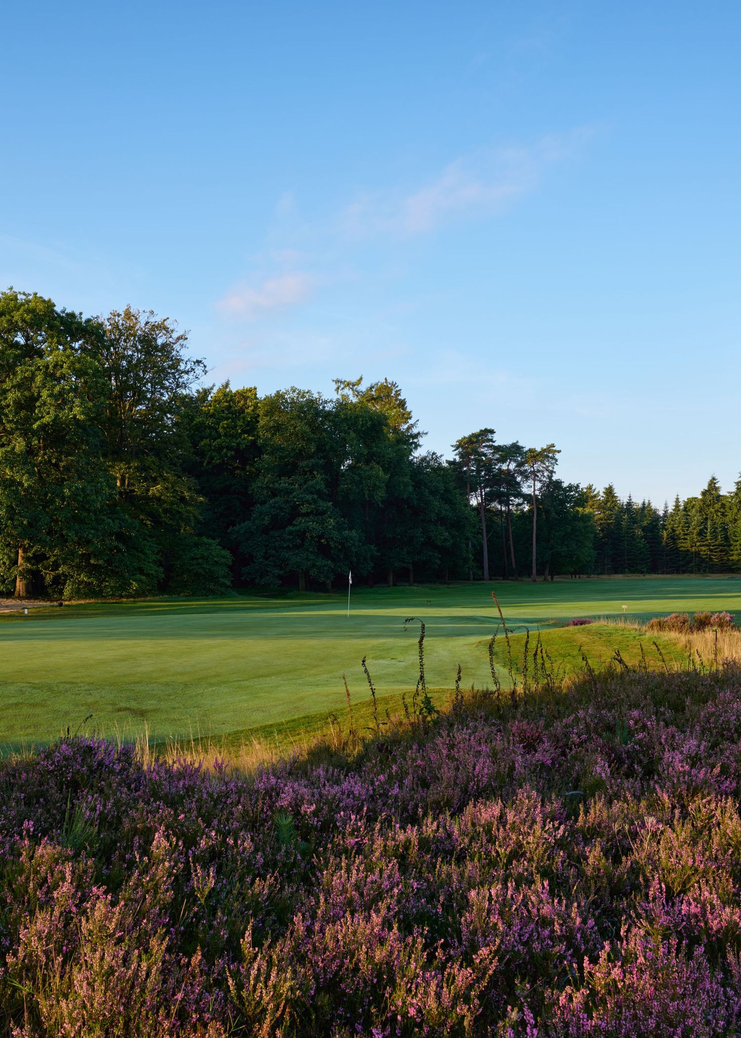 Lush golf course green surrounded by purple heather and tall trees under a clear blue sky.