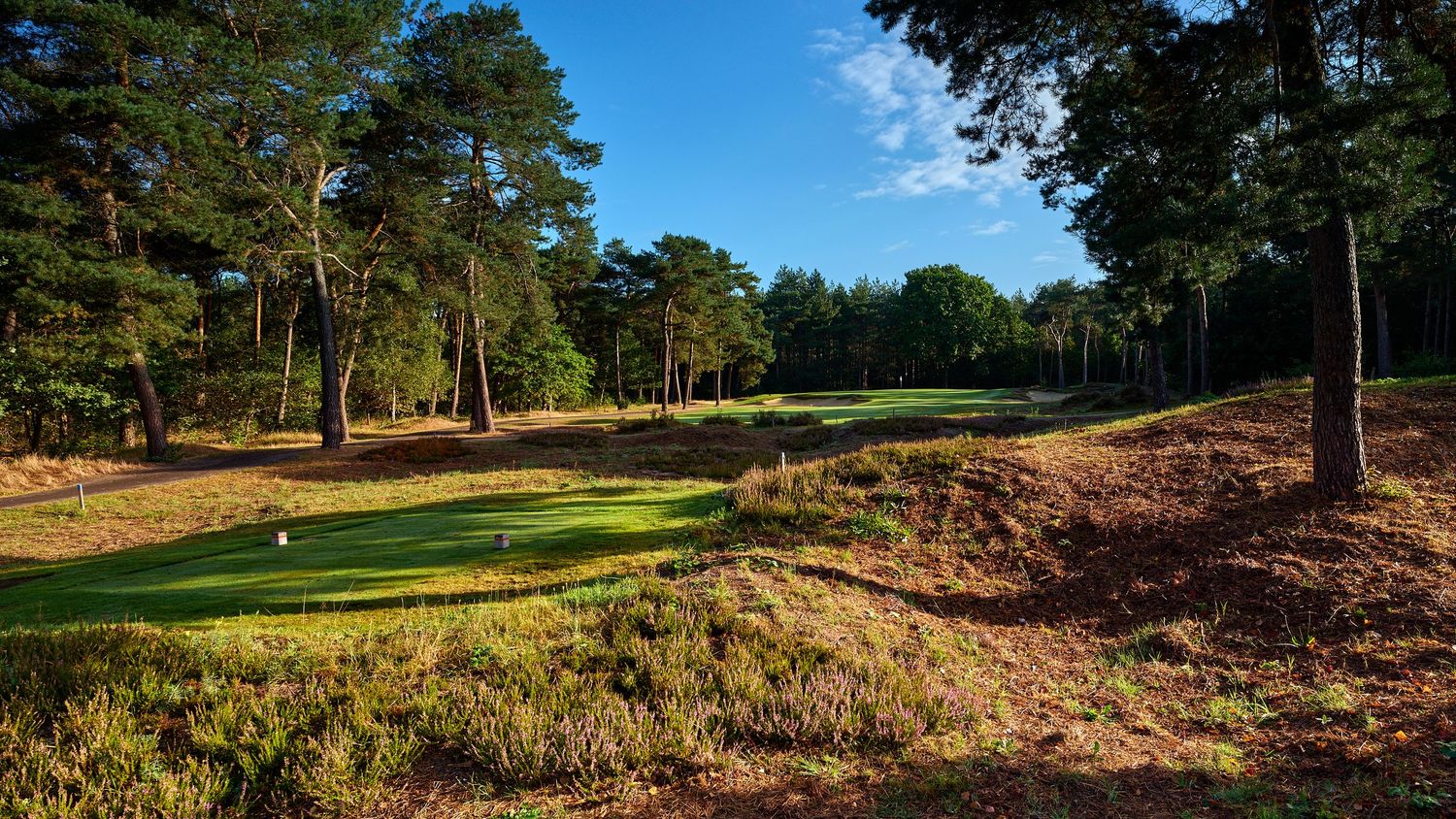 Scenic heathland golf course fairway surrounded by pine trees and golden heather under a bright blue sky.