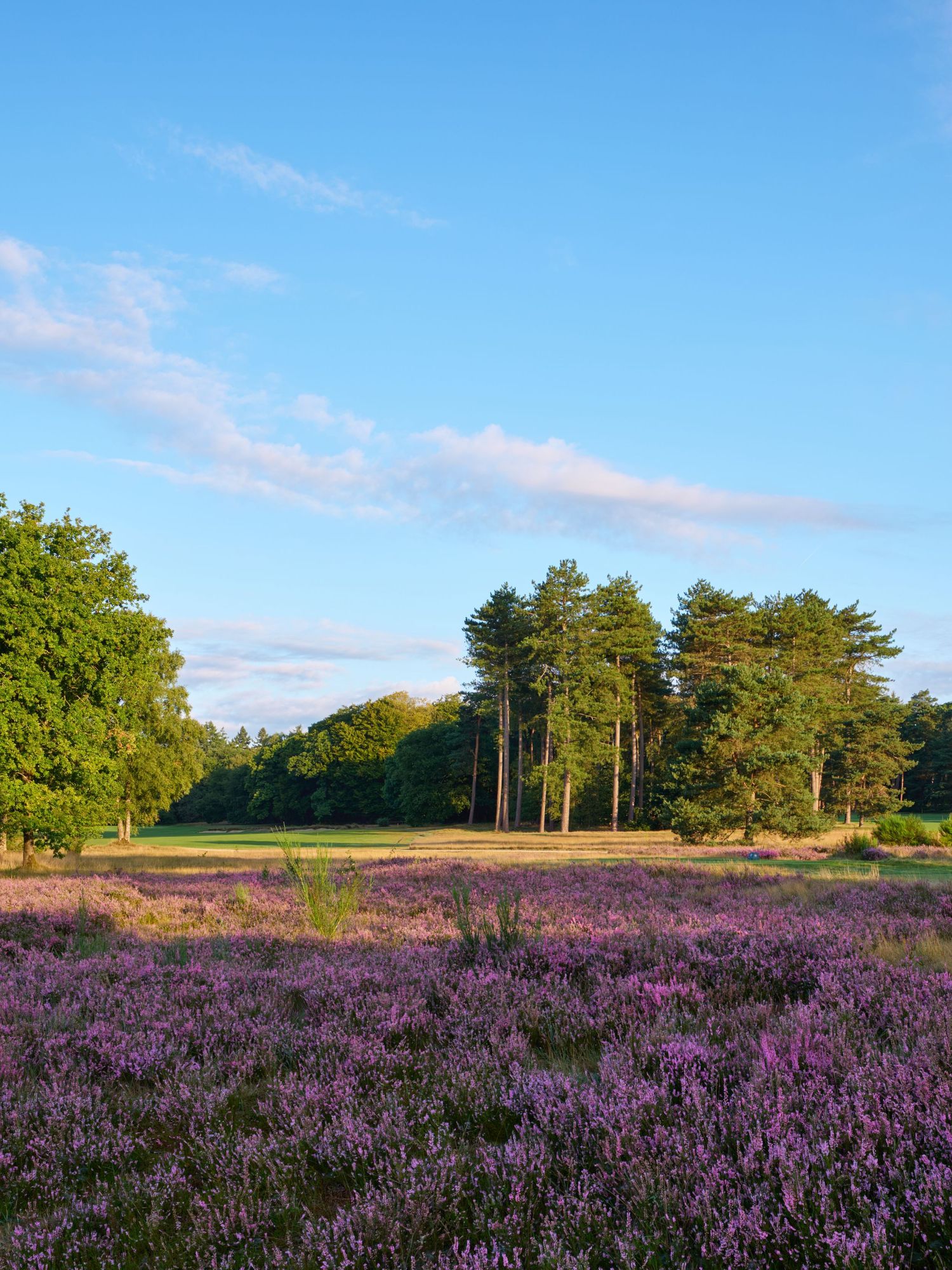 Purple heather blooms across a sunlit moorland landscape with tall pine and green trees under a clear blue sky.