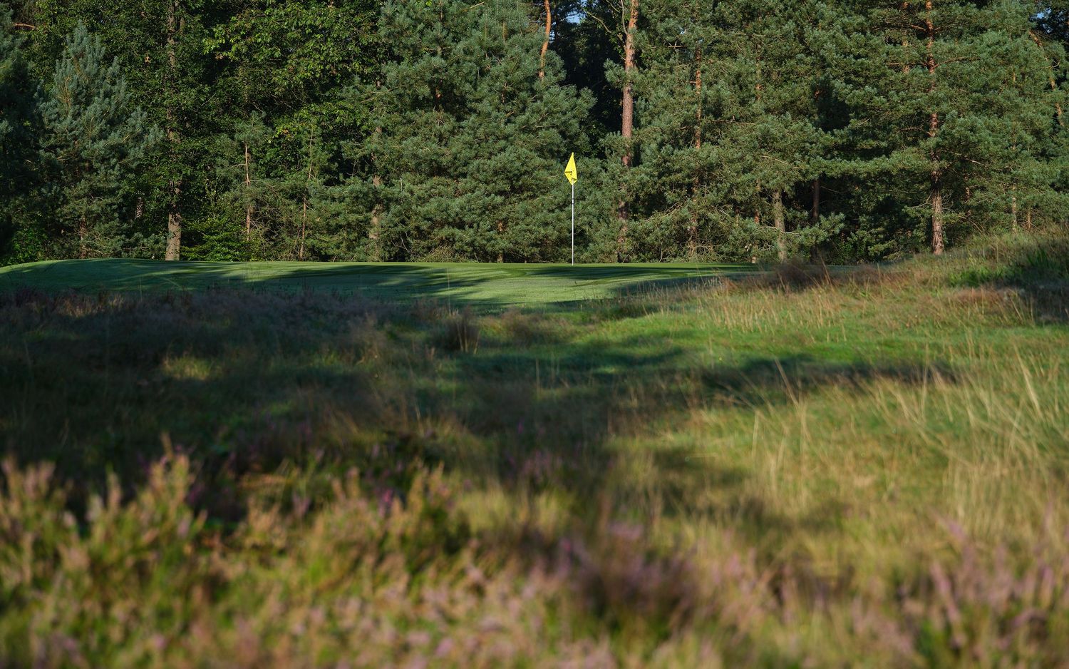 A scenic panoramic view of a green forest landscape with tall pine trees stretching across rolling hills.
