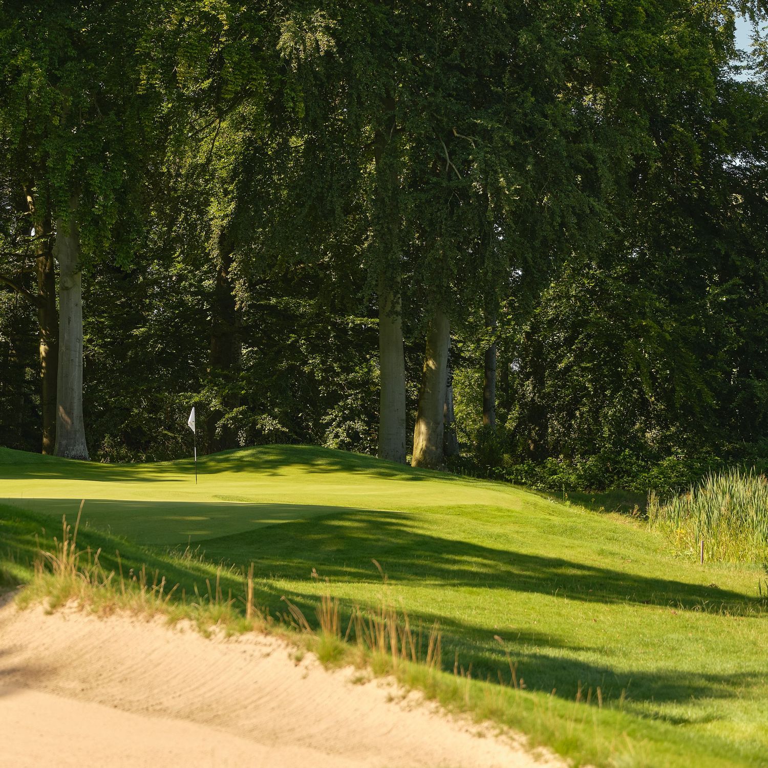 Golf course green nestled among tall trees with a white flag pin and sand bunker in warm afternoon sunlight.