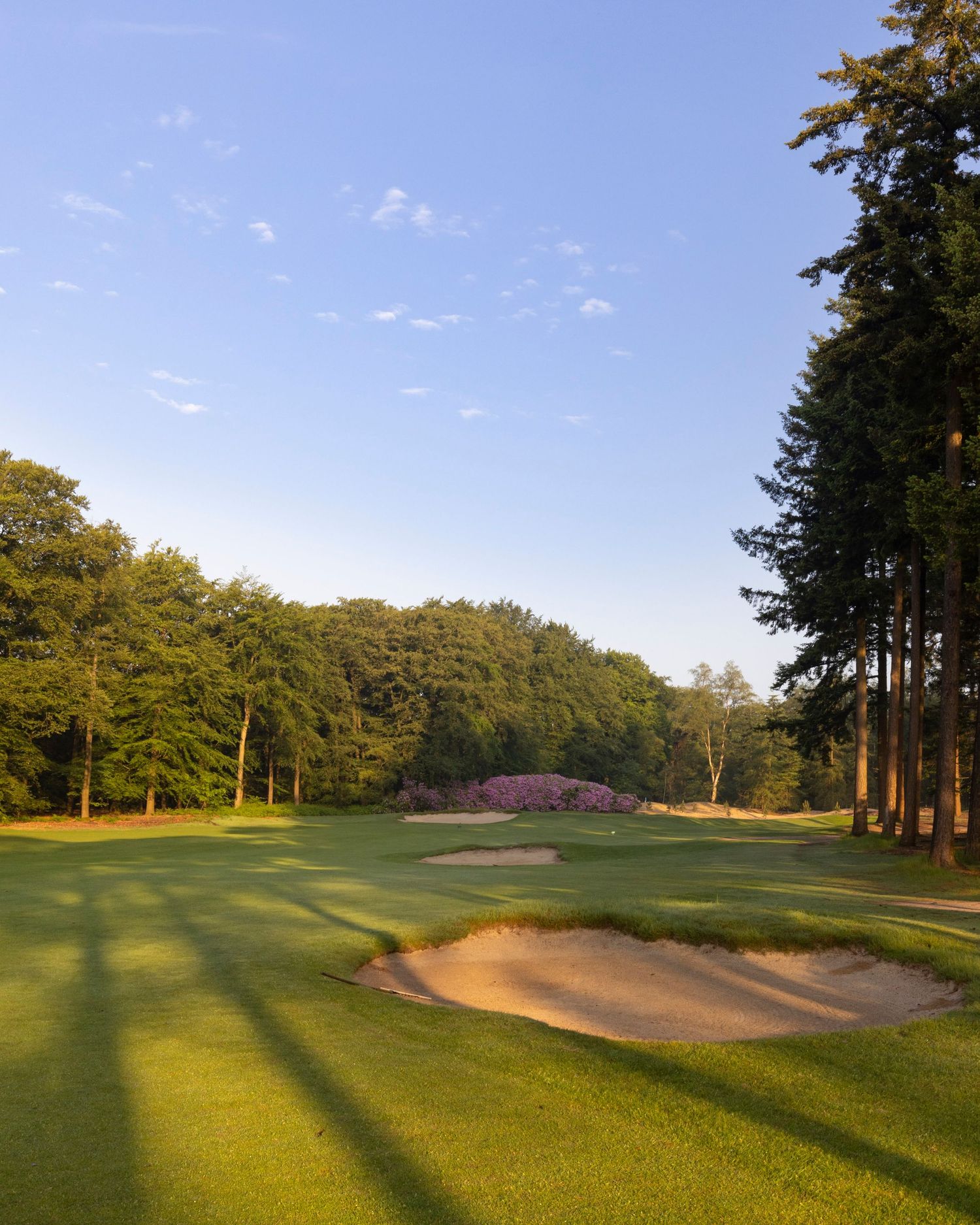 Scenic golf course fairway with sand bunker surrounded by tall trees under a clear blue sky.