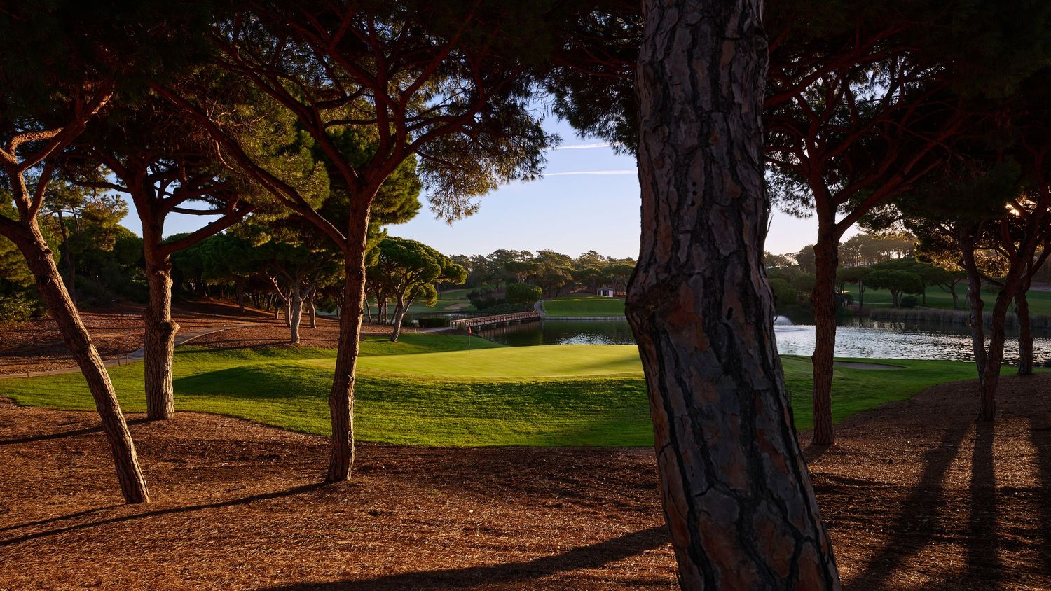 Scenic golf course fairway framed by tall pine trees with golden sunlight casting long shadows on the manicured green.