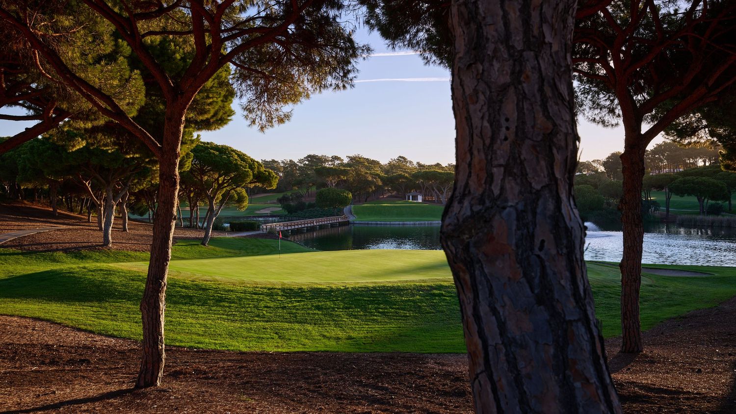 Golf course viewed through tall pine trees with a wooden bridge, lake, and green fairways in warm golden light.