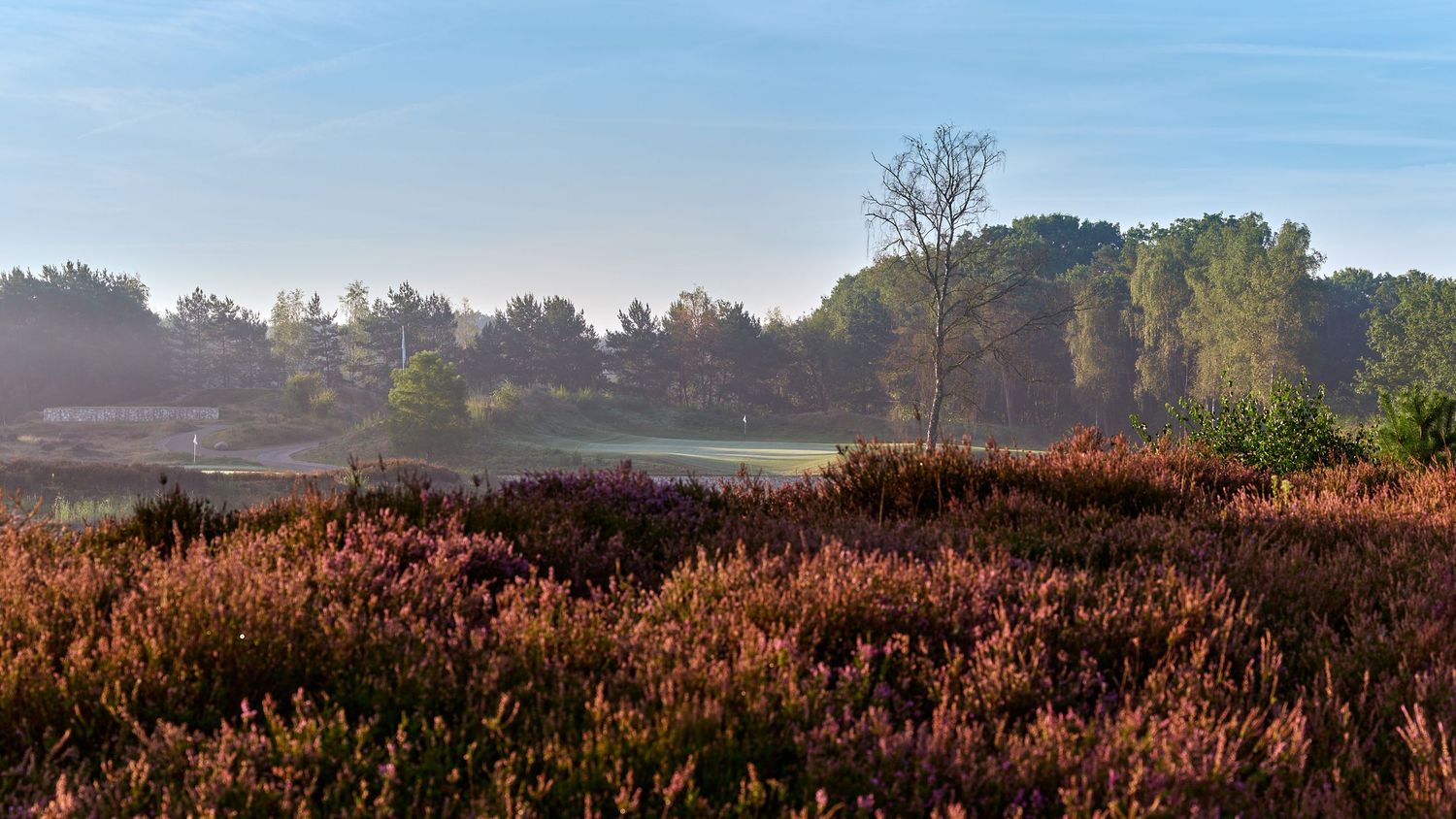 Misty heathland landscape with purple heather and scattered trees in soft morning light.