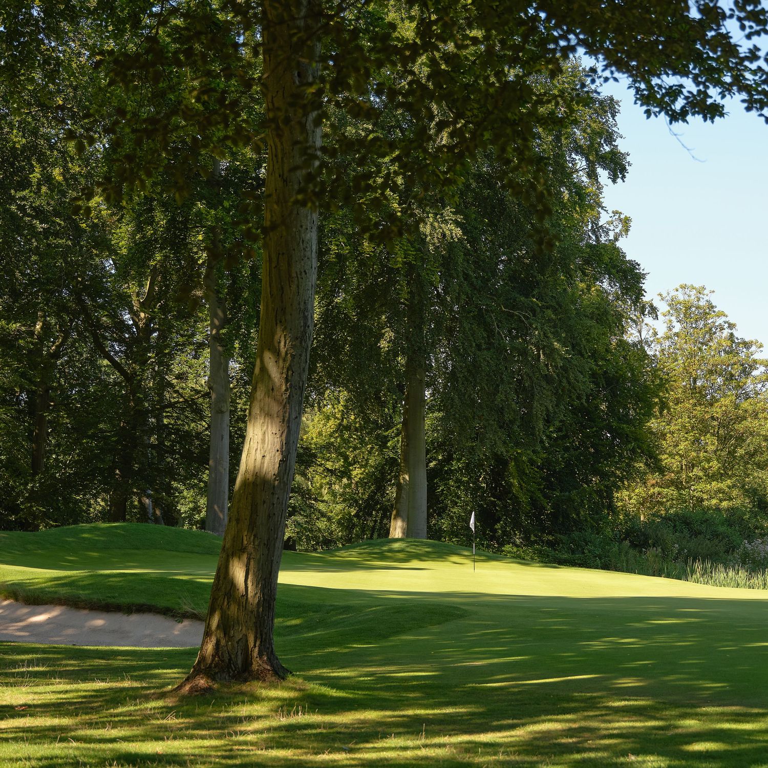 Lush green golf course fairway with tall trees casting shadows on well-manicured grass and a sand bunker nearby.