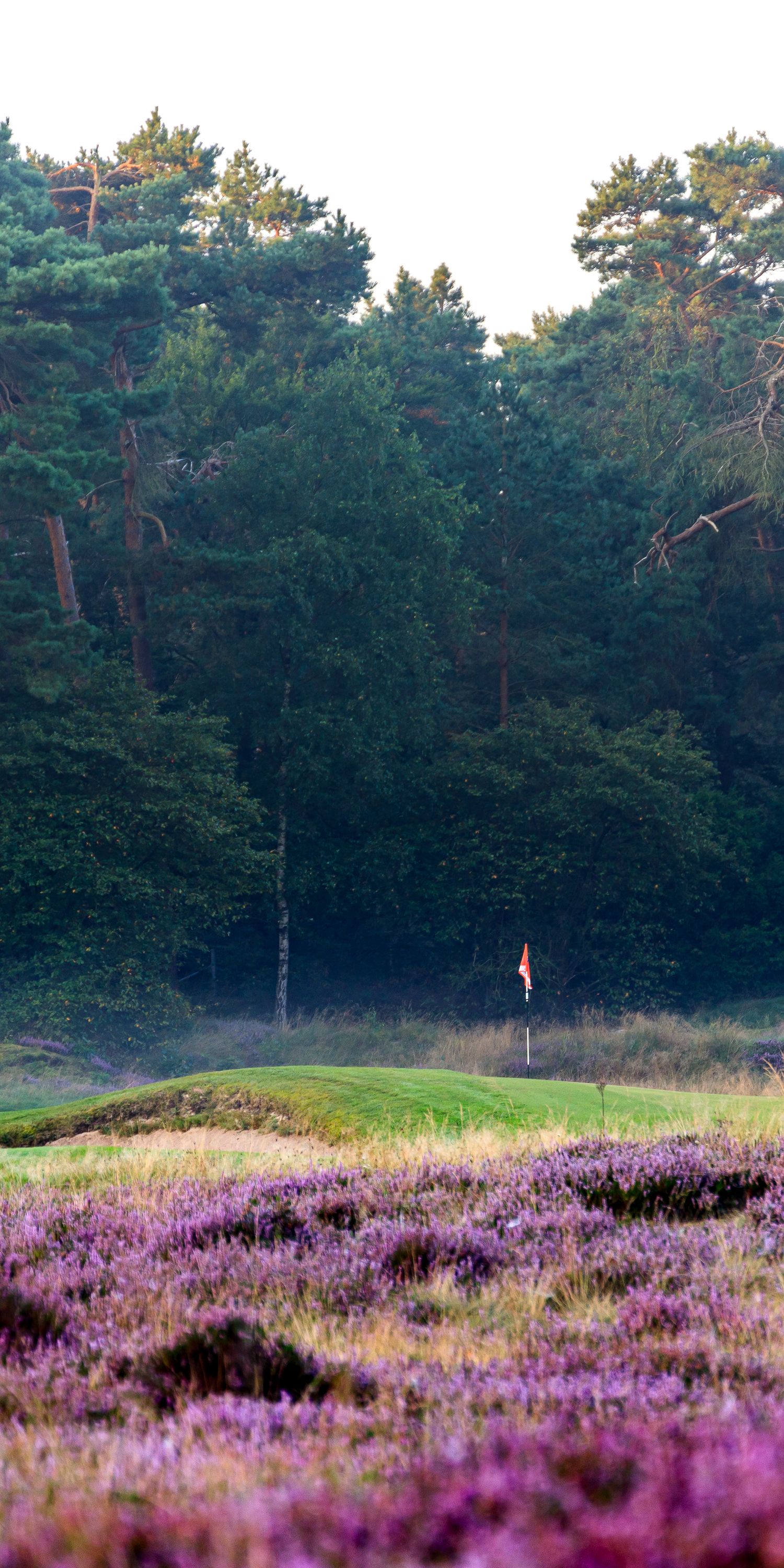 Golf flag on a green surrounded by blooming purple heather and pine trees in a scenic landscape.