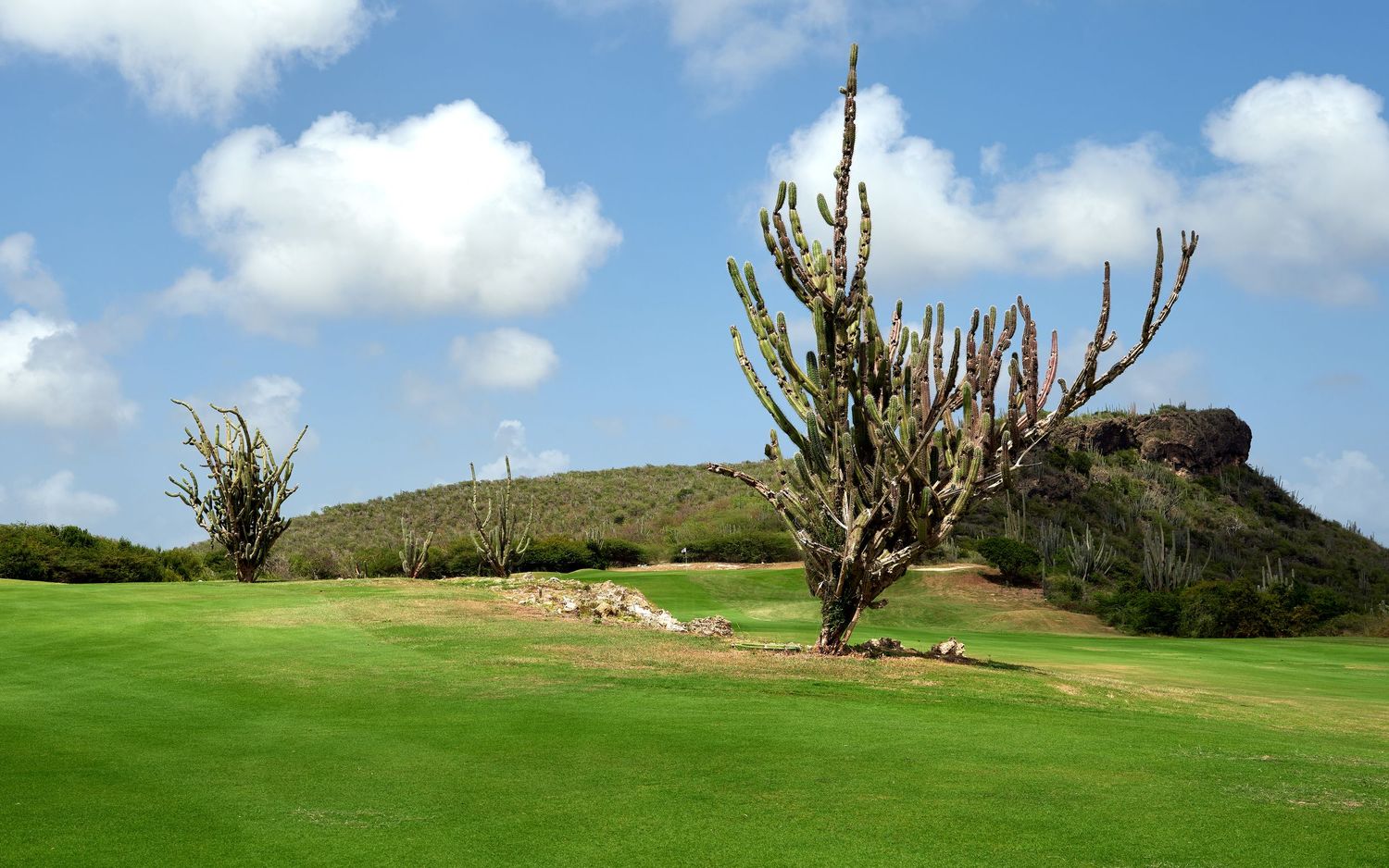 A scenic panoramic view of a desert golf course with saguaro cacti and rolling green fairways against a blue sky.