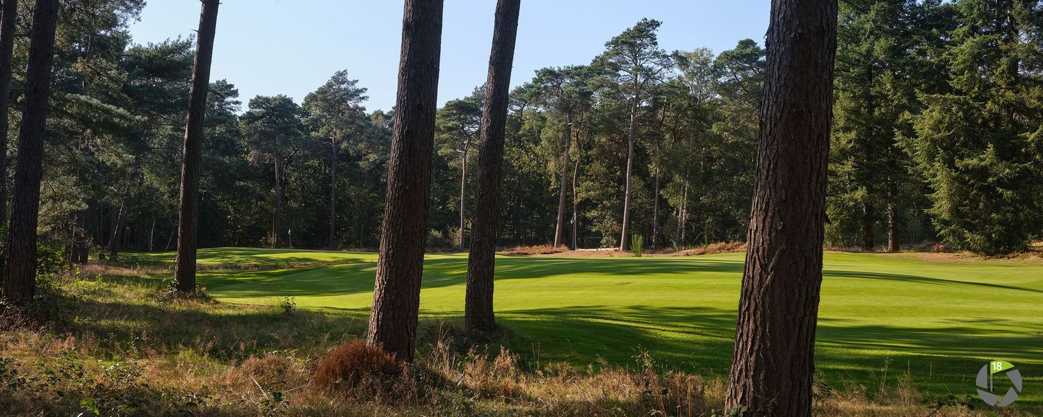 Golf course green surrounded by tall pine trees with dappled sunlight filtering through the forest.