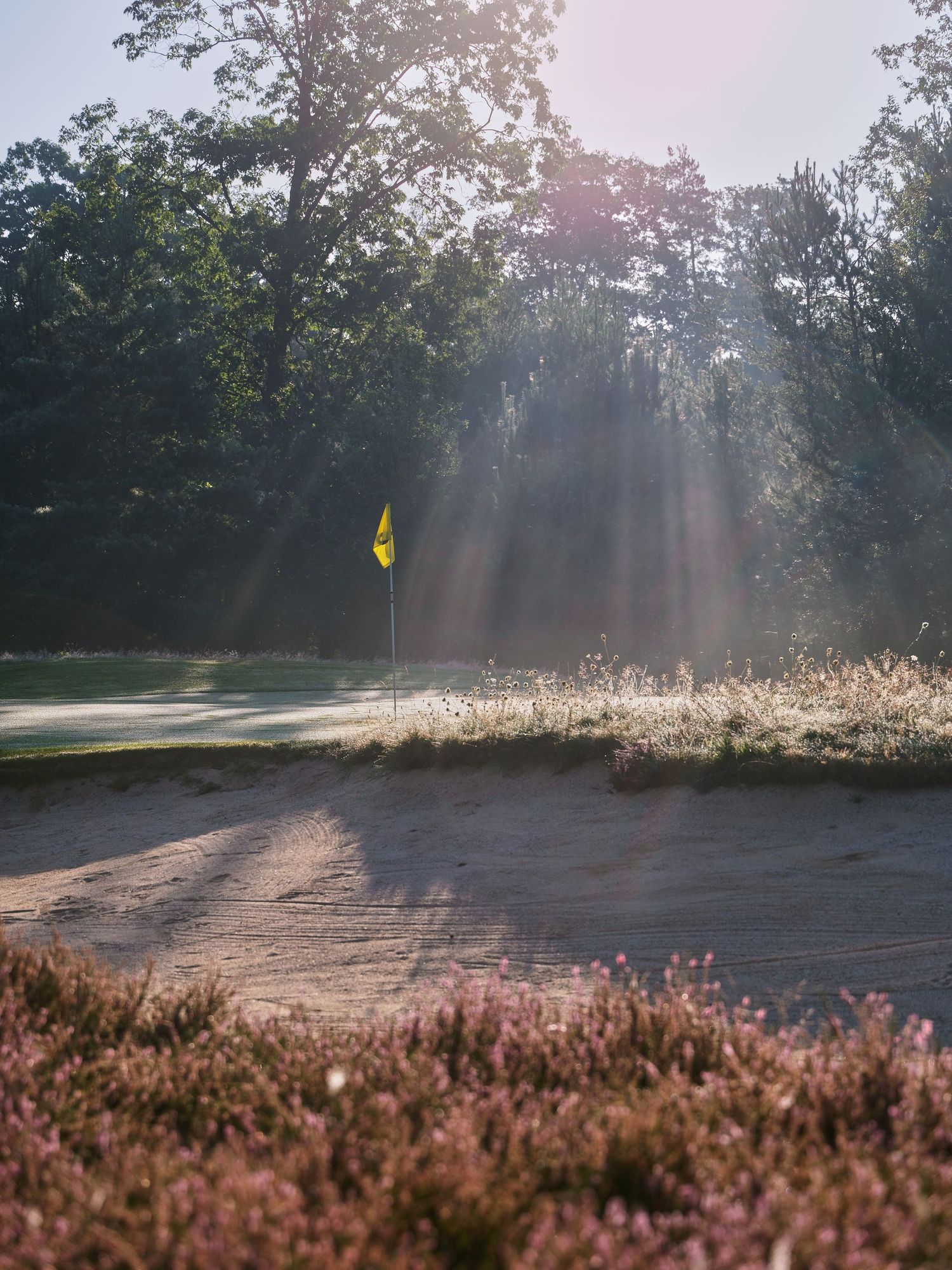 Sunlight streams through trees onto a misty golf course with heather plants in the foreground during sunrise.