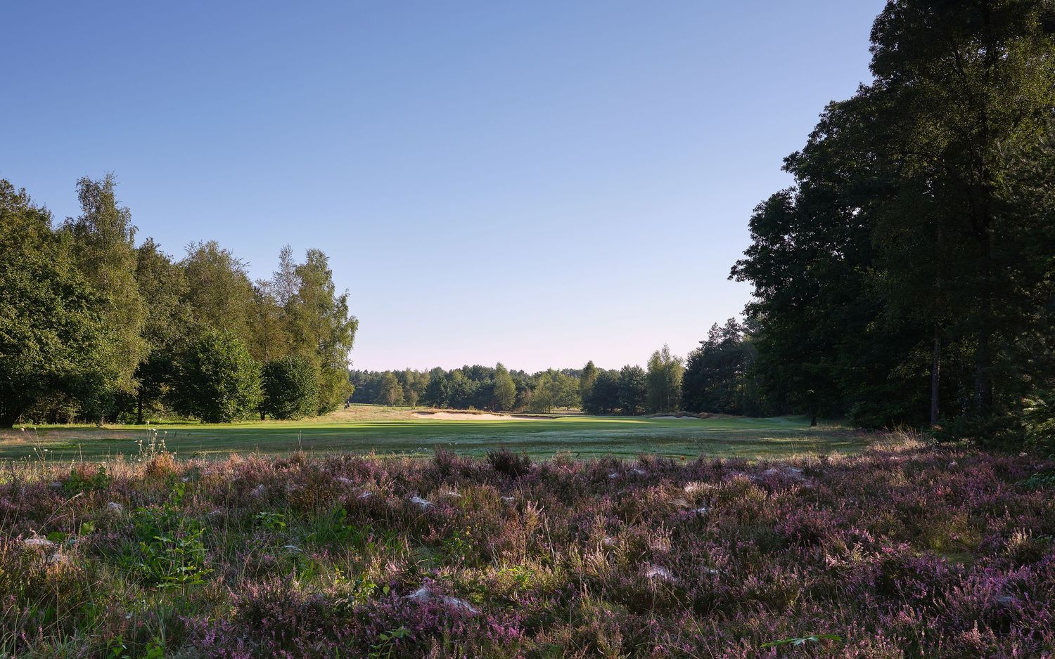 A tranquil golf course landscape with heather fields and pine trees under a bright blue sky.