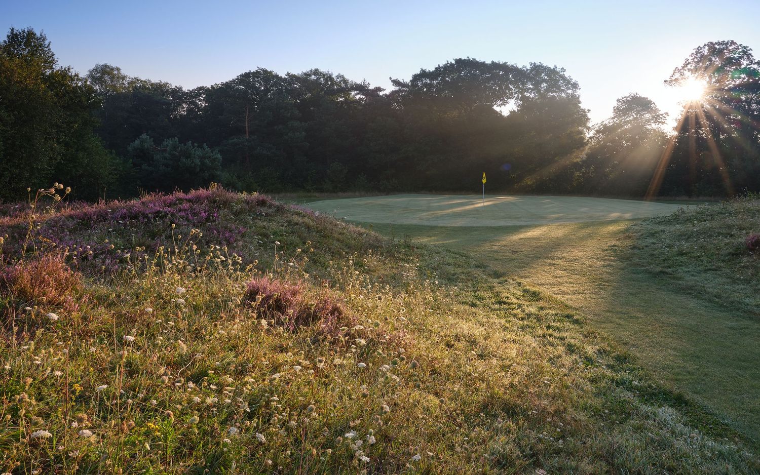 Panoramic view of a grassy hillside meadow with wildflowers at sunset showing golden sunbeams through trees.