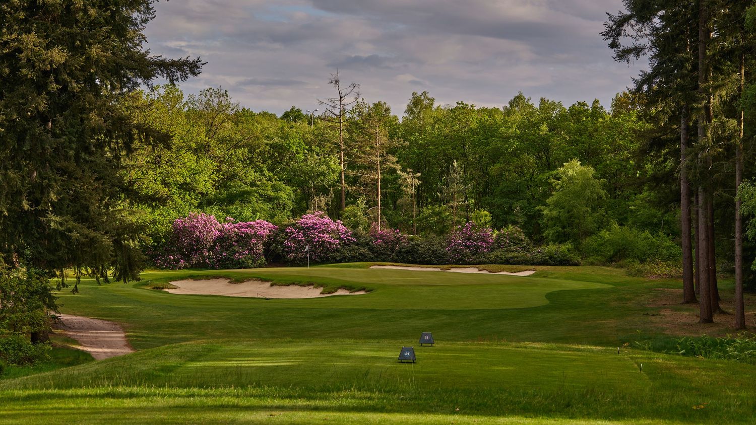 Lush golf course fairway with sand bunkers, vibrant pink azaleas, and tall green trees under a cloudy sky.