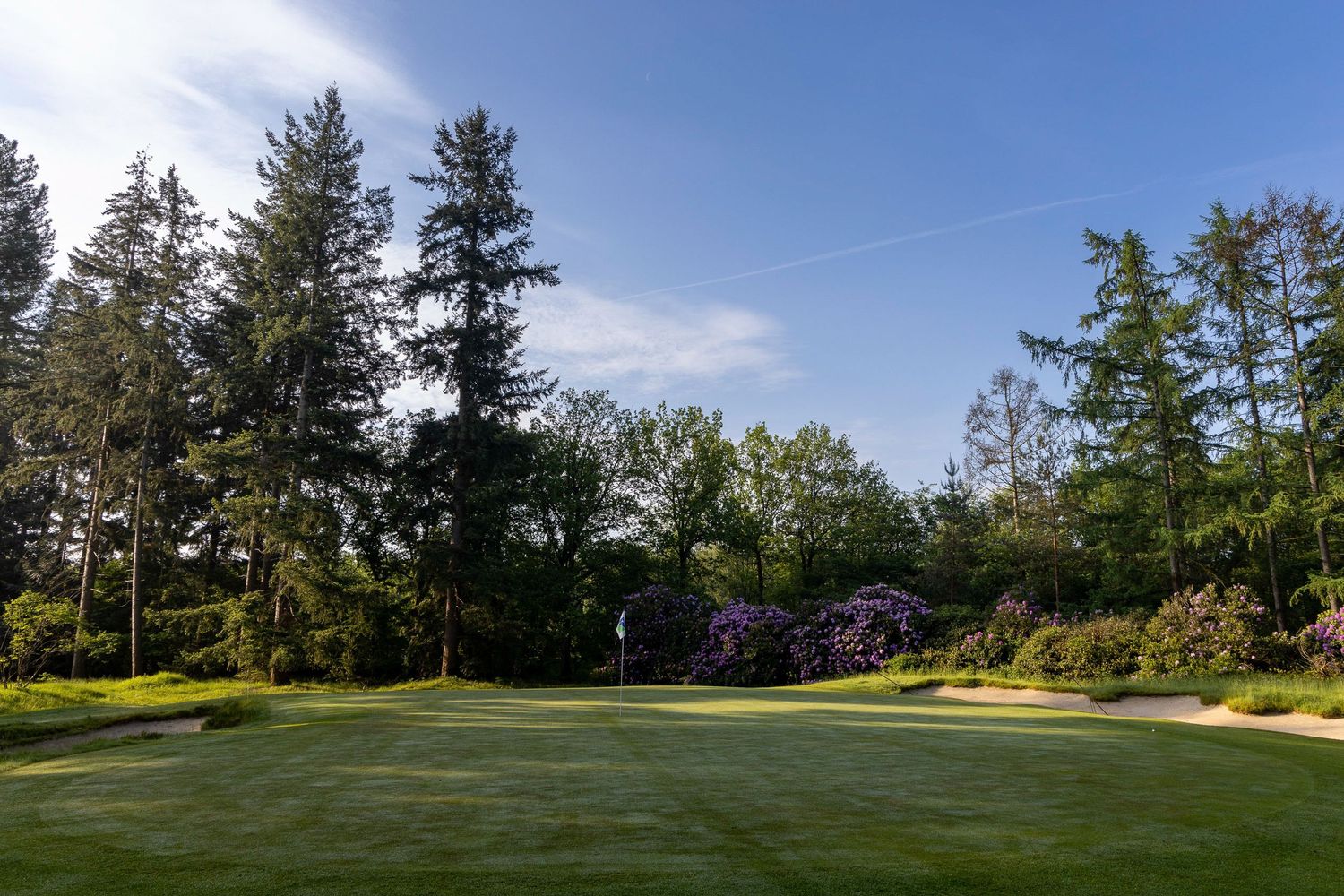 Lush green golf course fairway surrounded by tall evergreen trees and blooming purple shrubs under a clear blue sky.