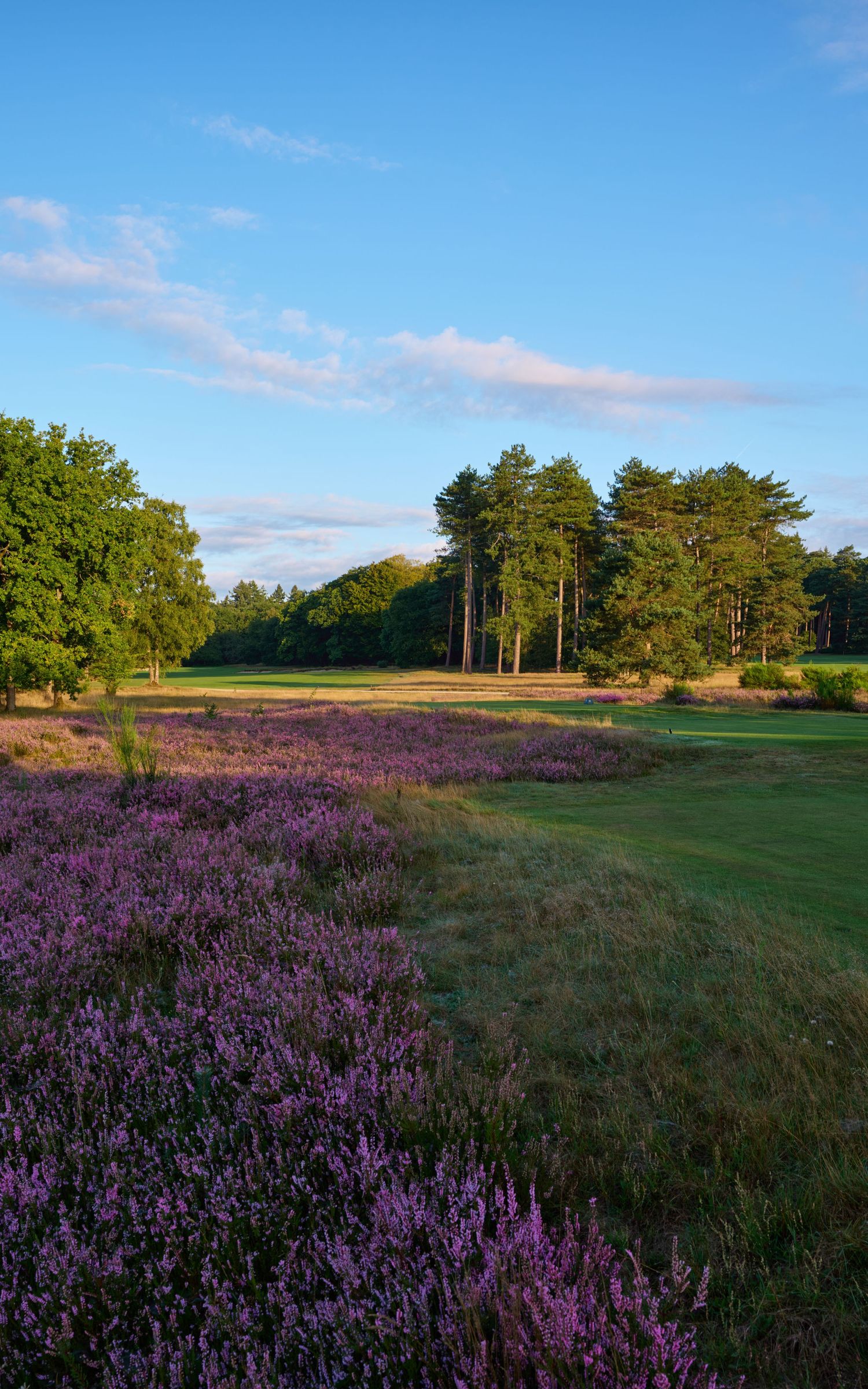A scenic landscape with blooming purple heather fields stretches across rolling terrain under a blue summer sky.