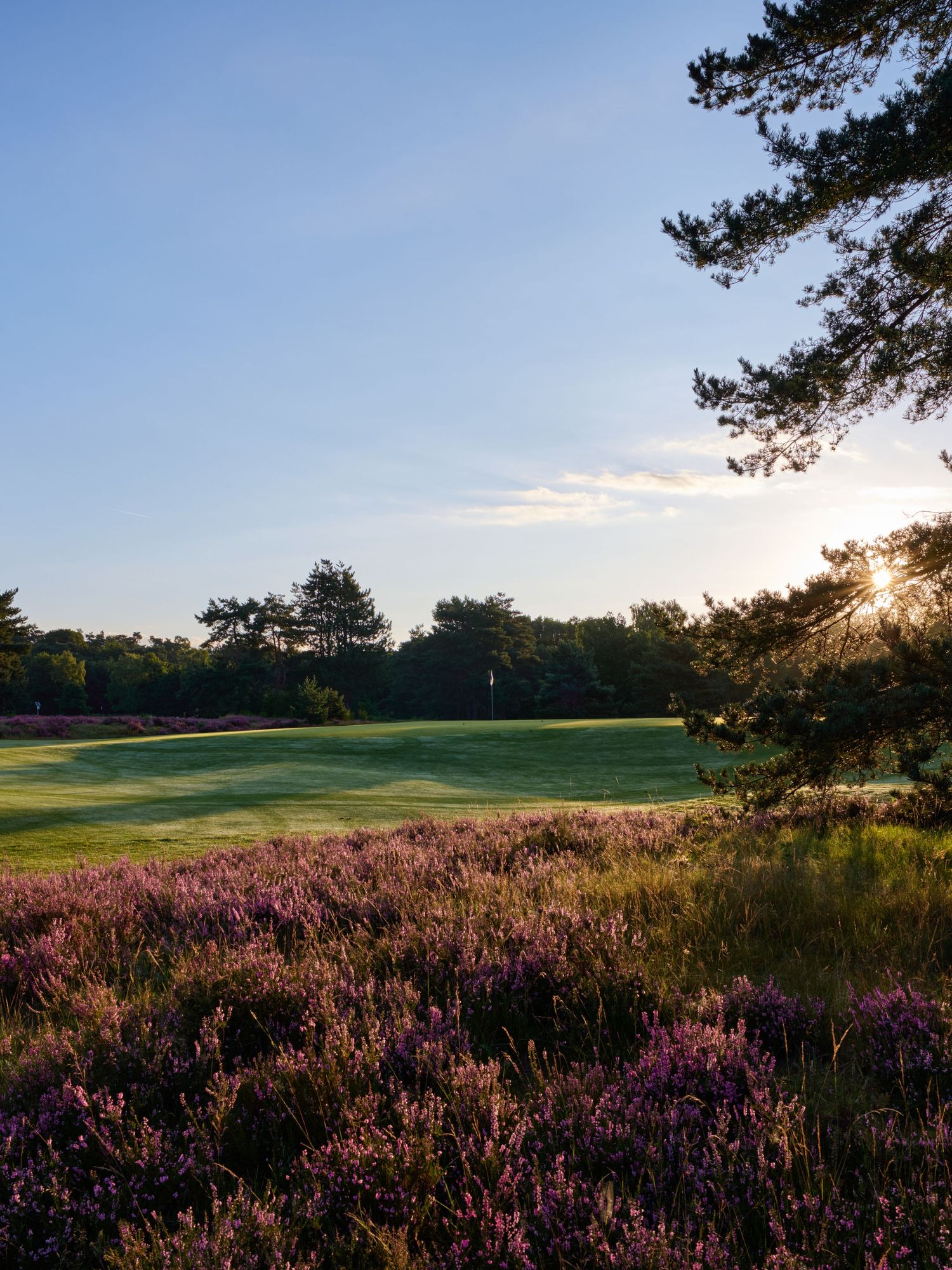 Golf course green surrounded by vibrant purple heather and pine trees at golden sunset.