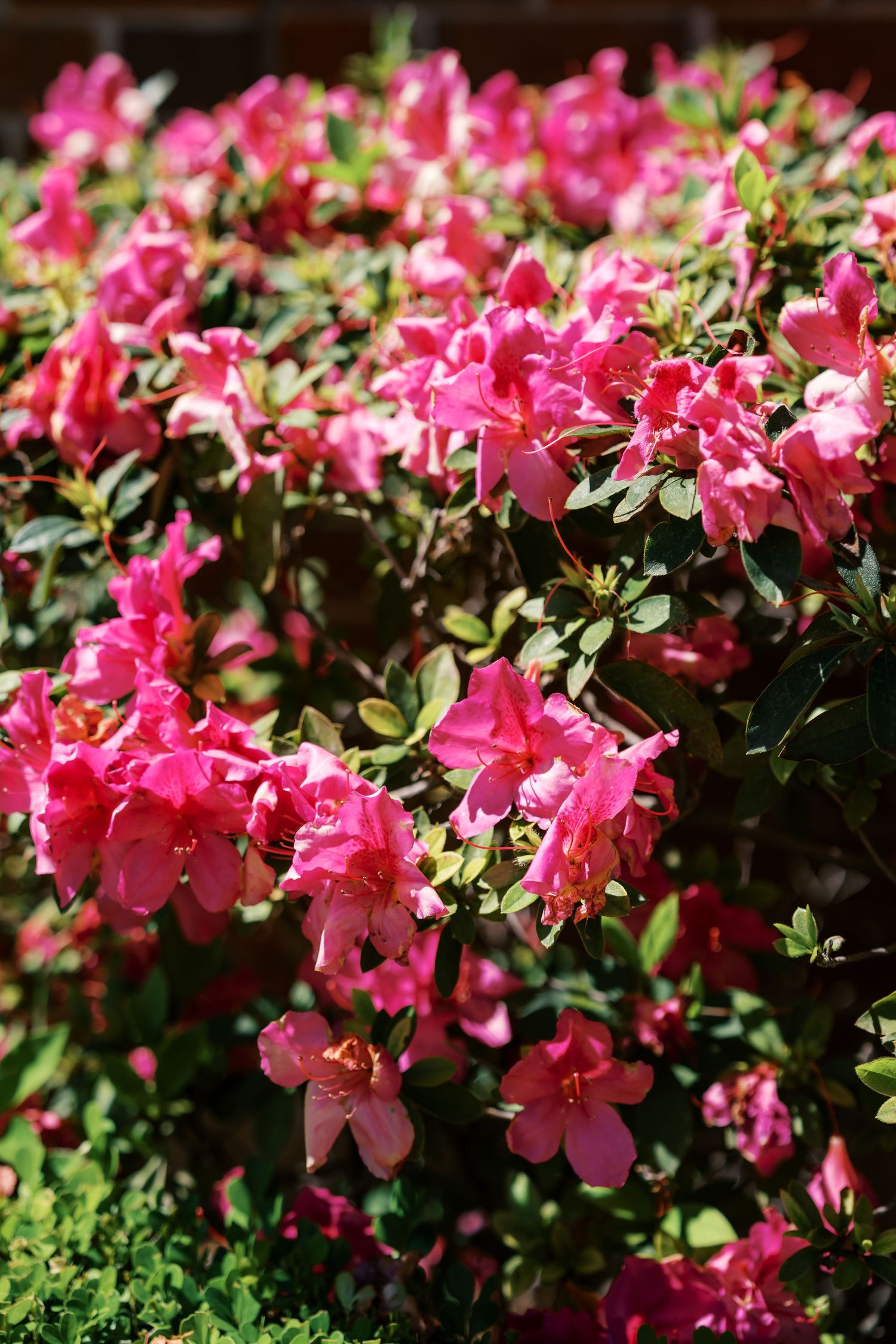 Vibrant pink azalea bush in full bloom with lush green leaves in bright sunlight near a brick wall.