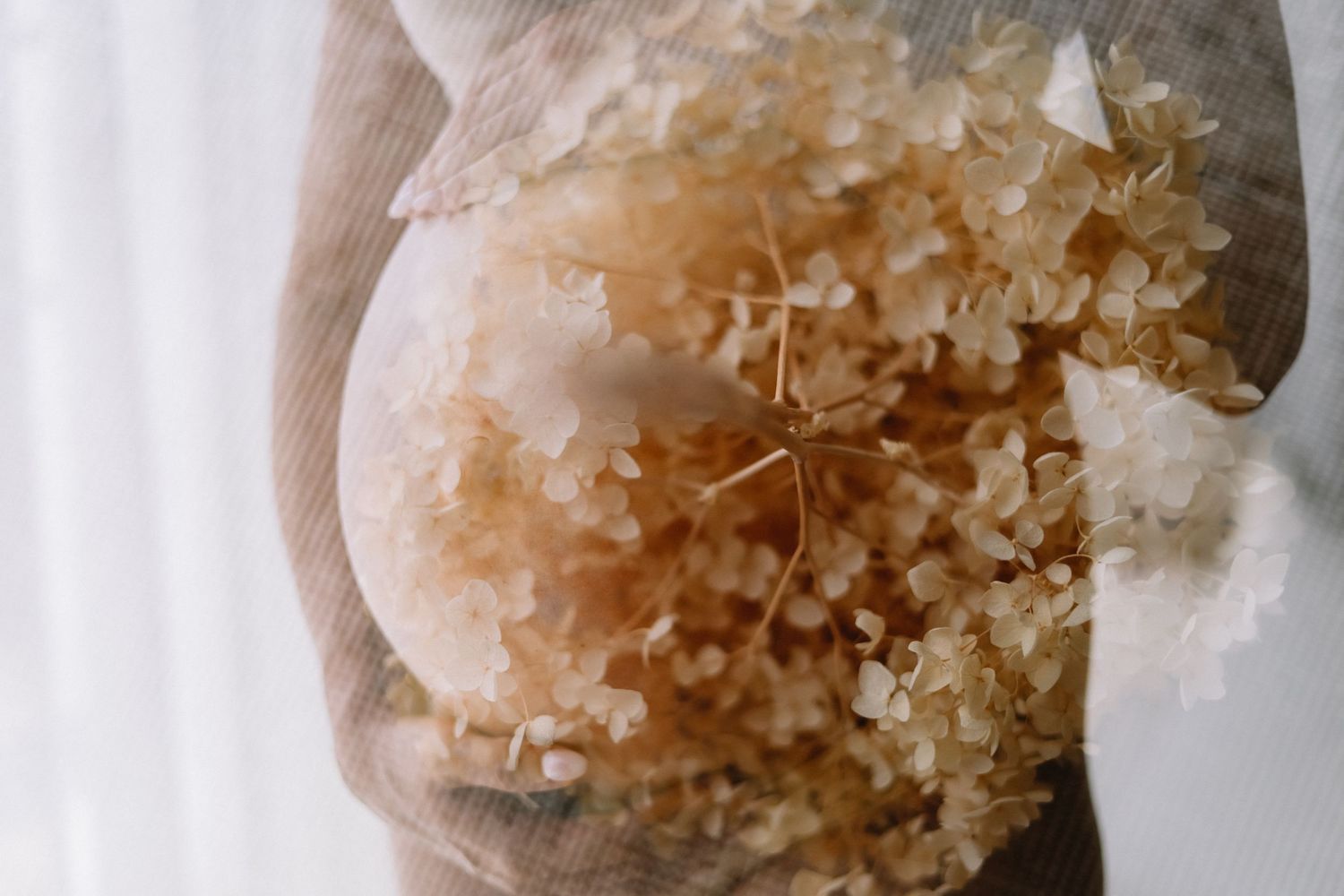 Close-up of a pregnant belly with dried hydrangea flowers through sheer fabric in soft natural light.