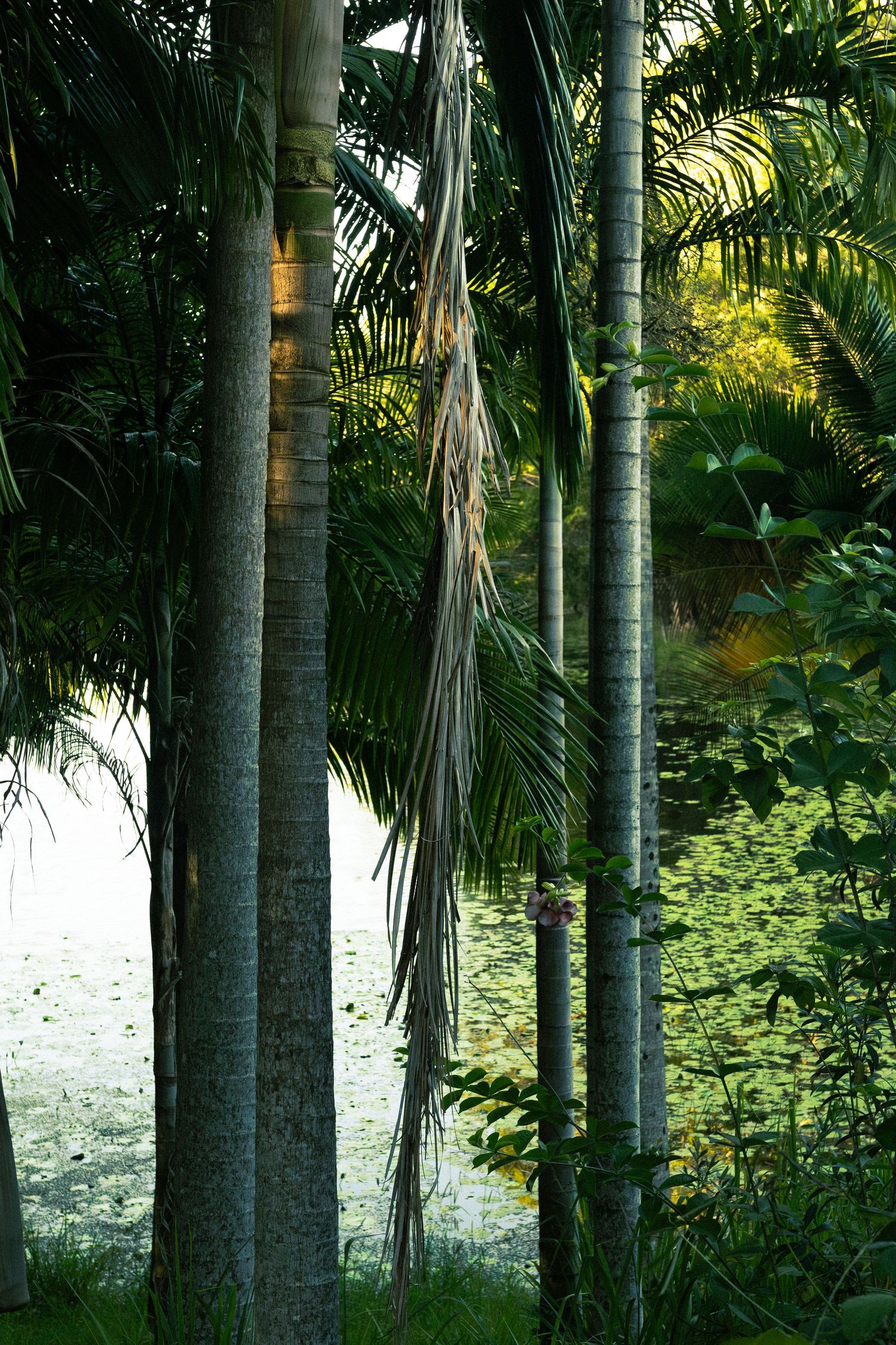 Alsahwa Estate, Sunshine Coast Hinterland, Family Photos, Brand Photography