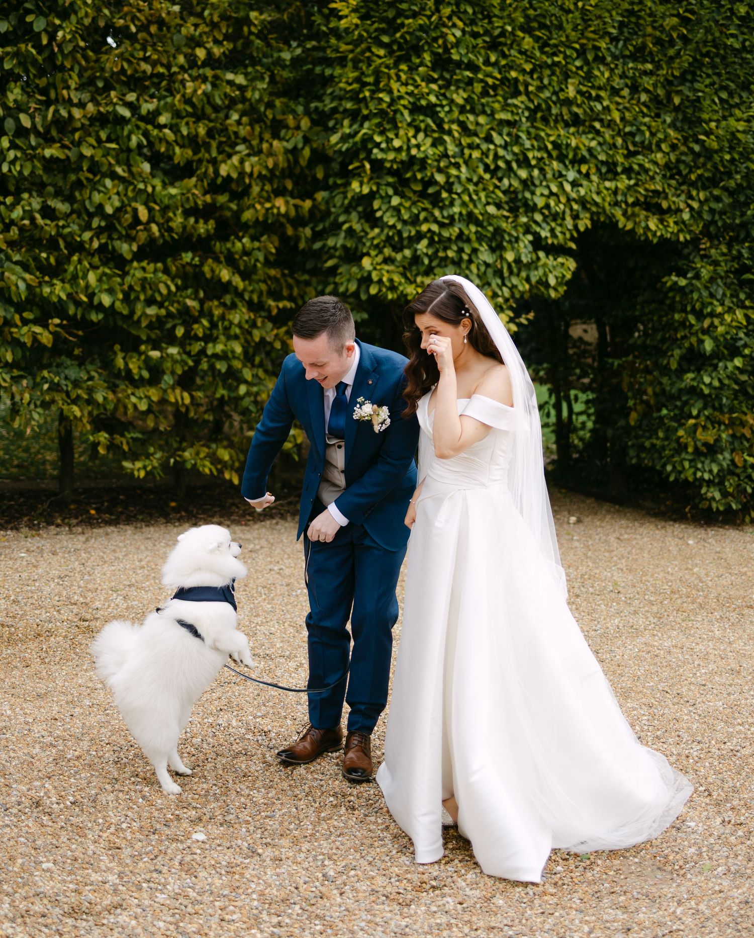 Wedding couple playing with their white dog on gravel path by hedge.