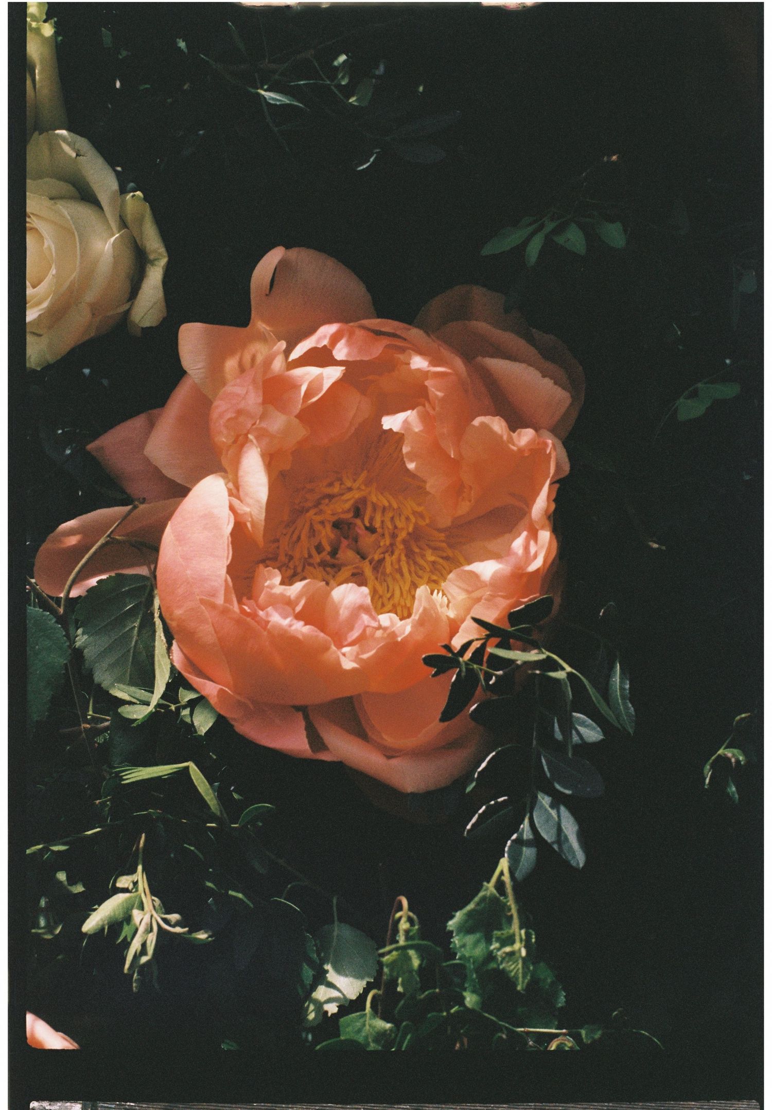 Close-up of a blooming peach peony flower with lush green leaves on dark background.