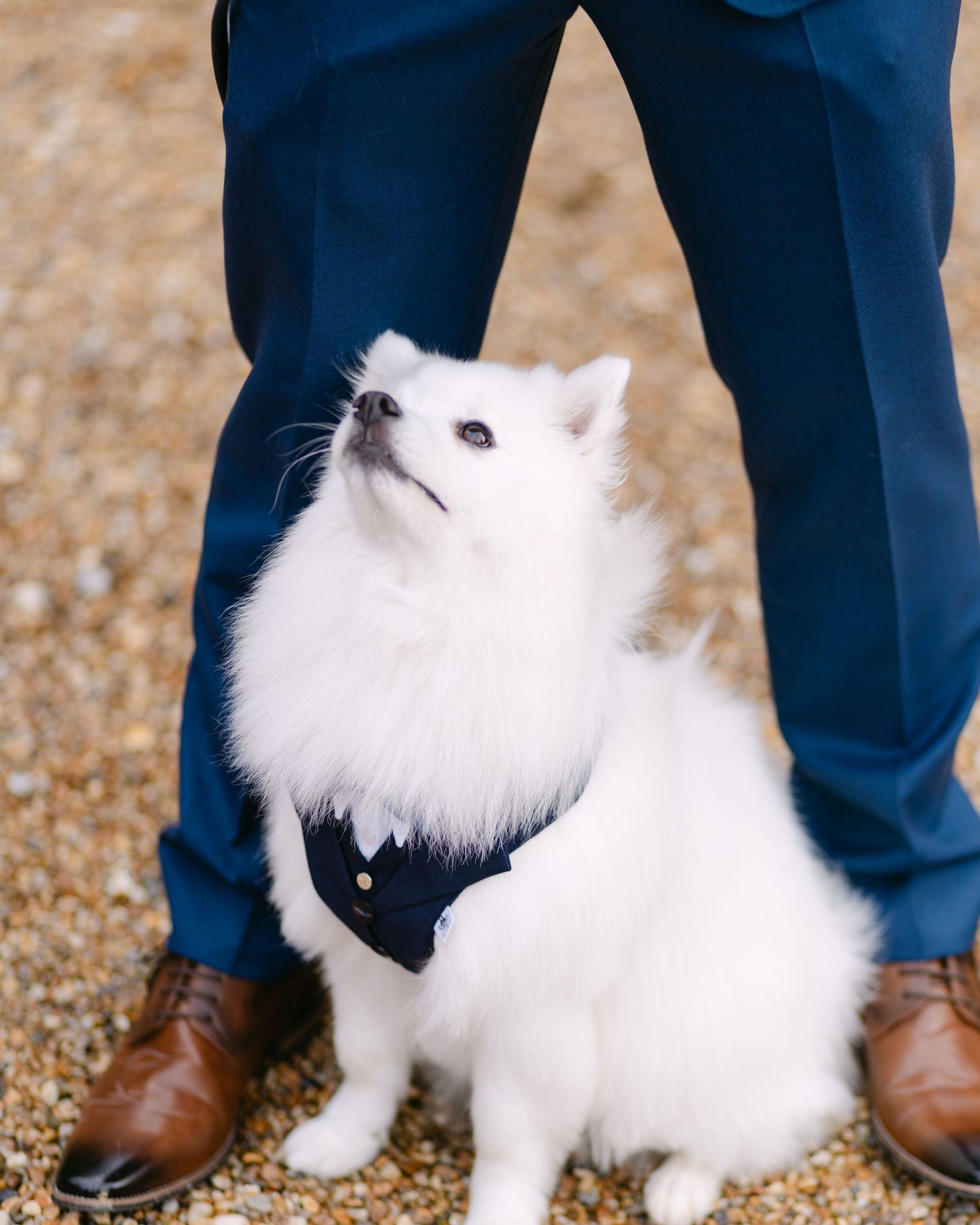 A fluffy white dog posing next to legs wearing navy suits and brown dress shoes.