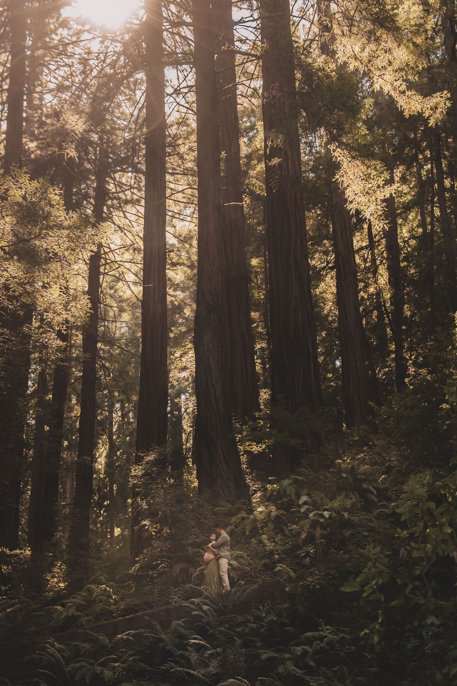 Sunlit forest scene with towering redwood trees casting golden light through branches onto the mossy woodland floor.
