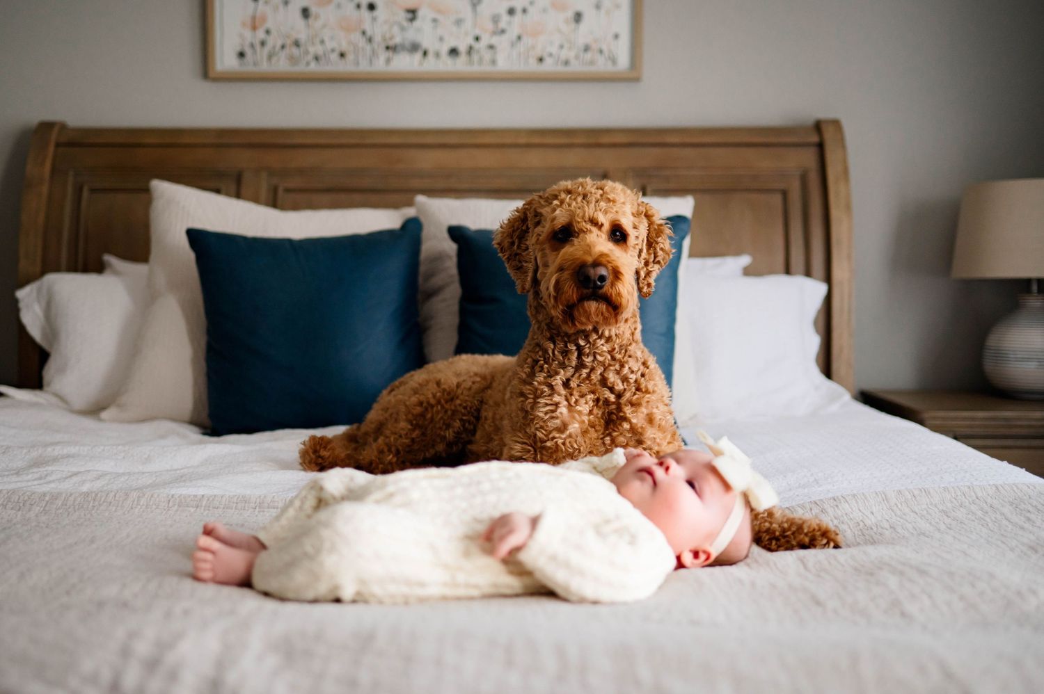 A goldendoodle dog sits next to a sleeping infant on a bed with blue pillows and white bedding for newborn photography chapel hill