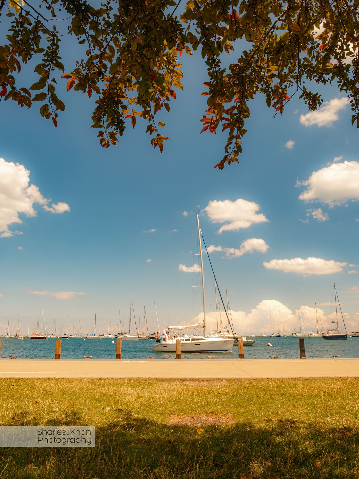 Sailboats docked in Chicago Navy Pier marina under a blue summer sky with overhanging autumn leaves.