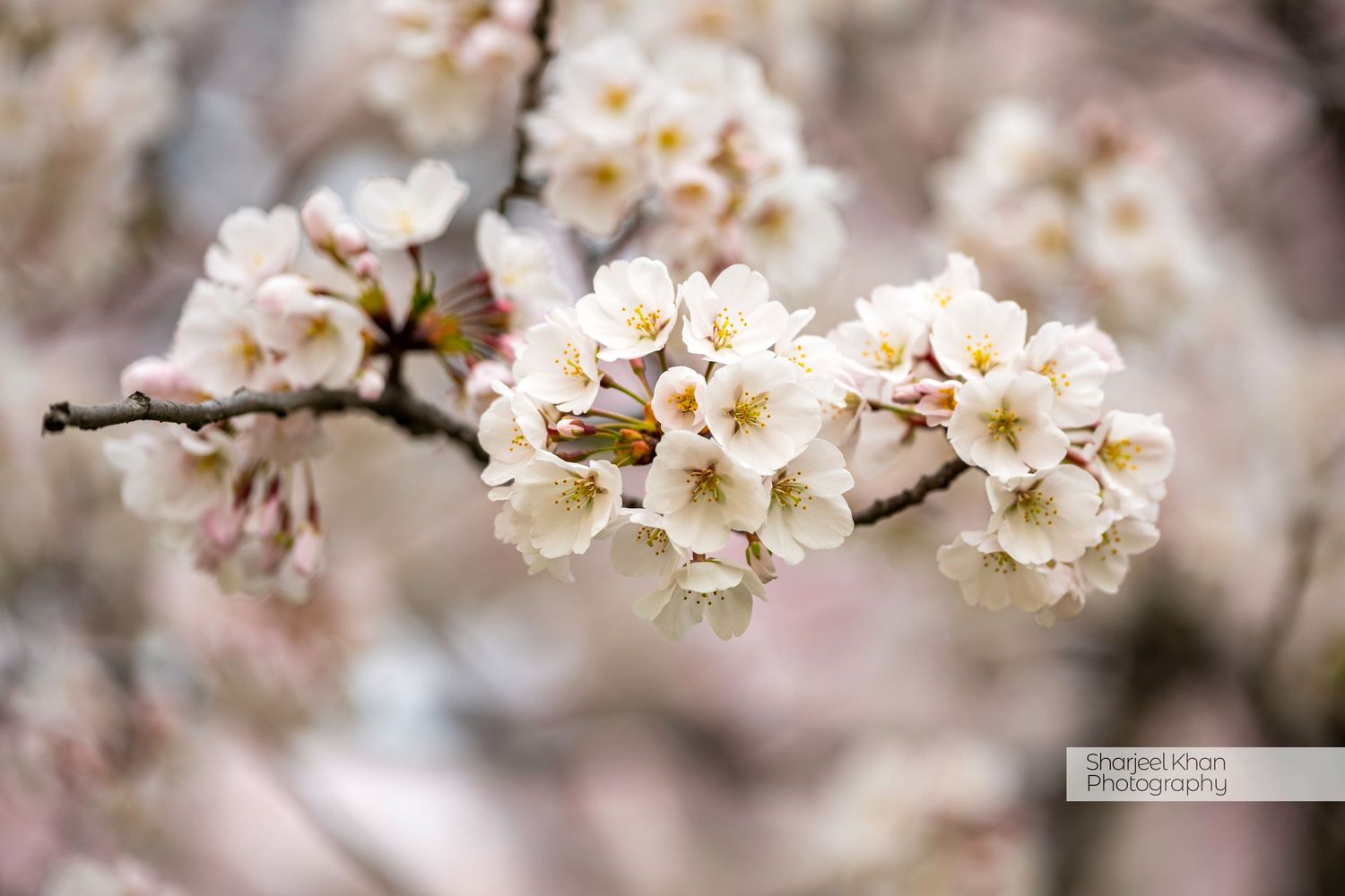 Delicate white cherry blossoms blooming on tree branches in soft focus.